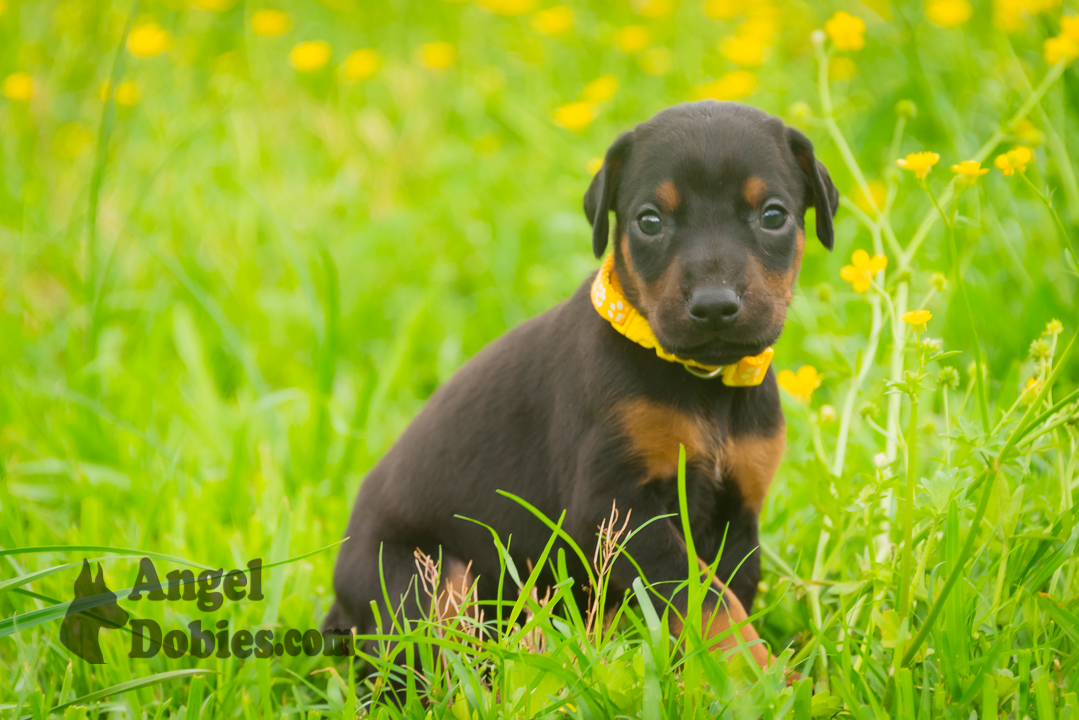 doberman puppy for sale with purple collar