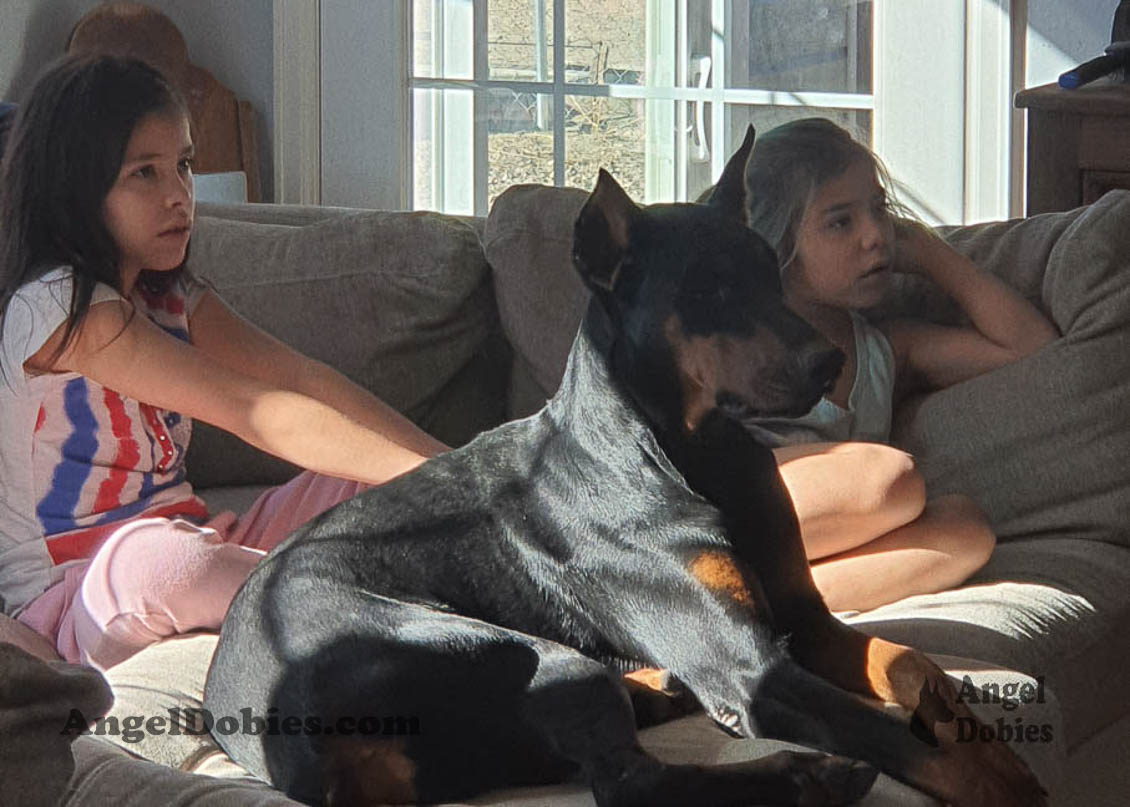 Our lovely doberman dogs being awesome with our family and other pets