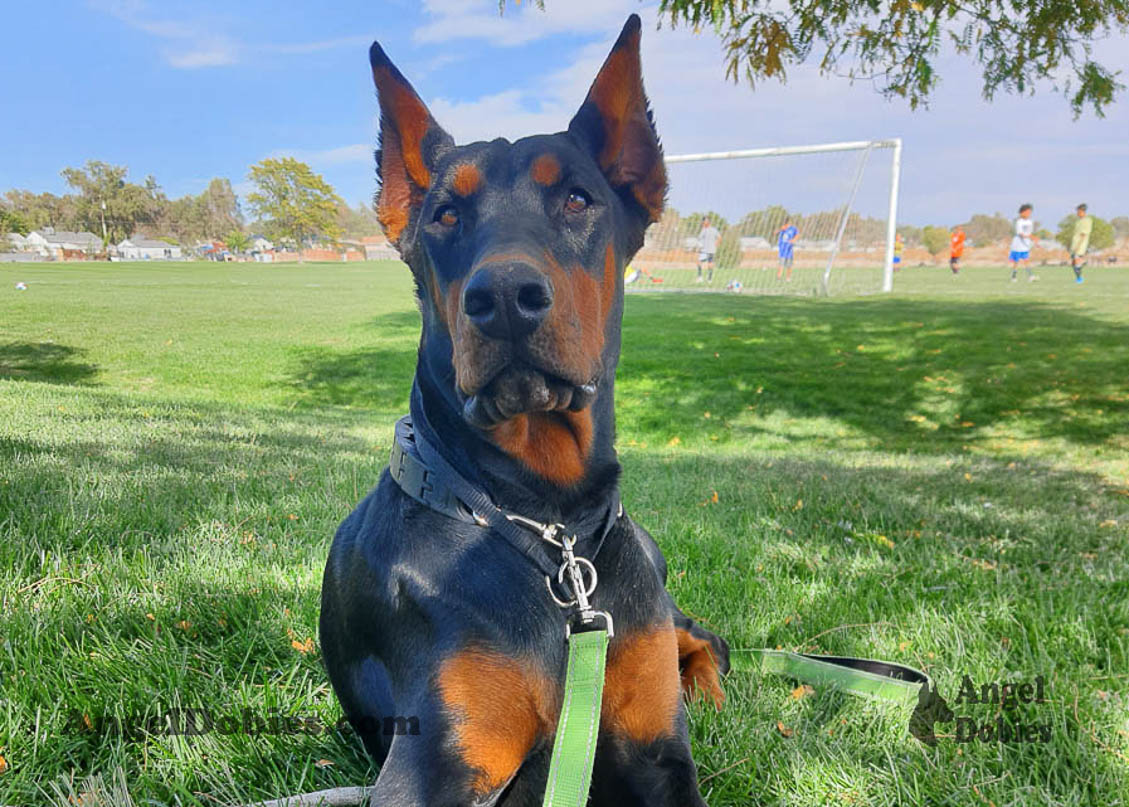 Our lovely doberman dogs being awesome with our family and other pets