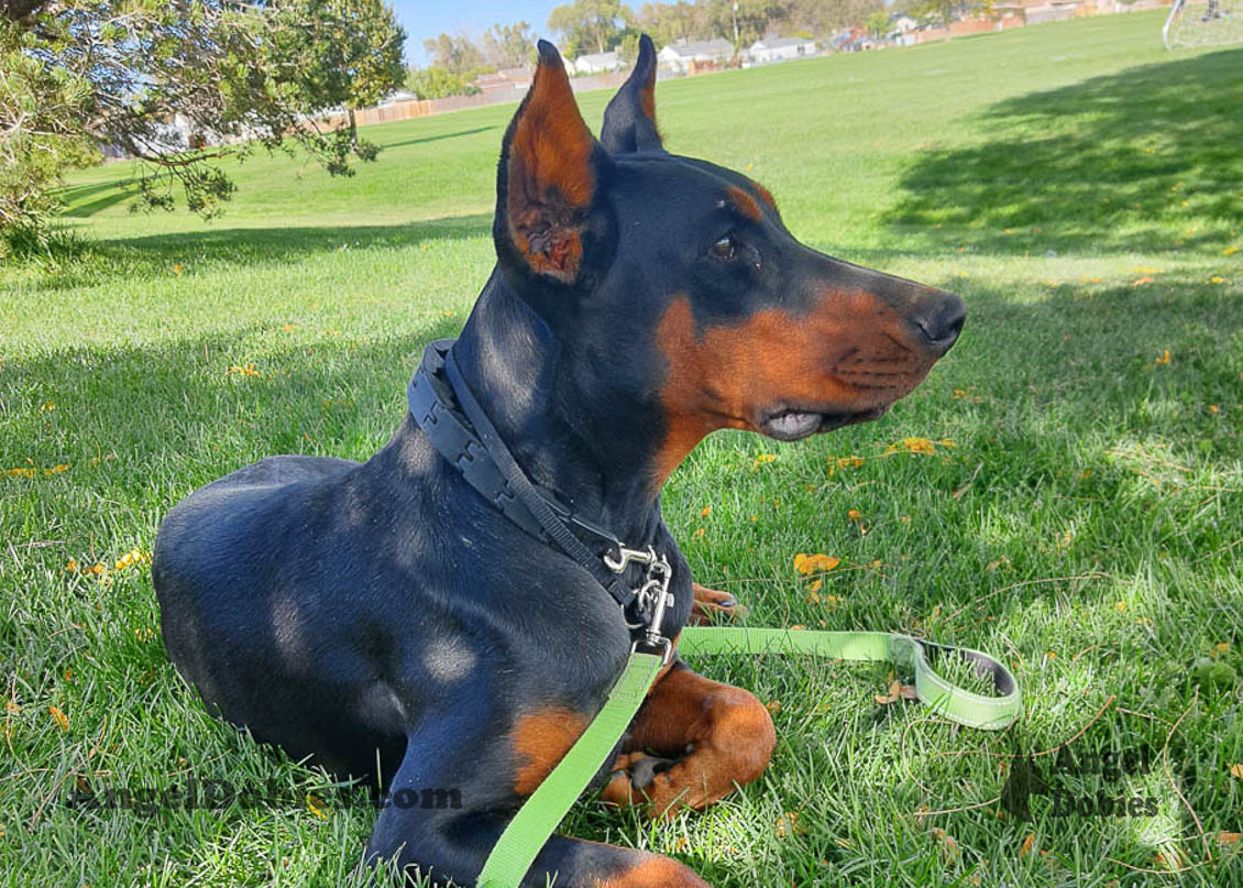 Our lovely doberman dogs being awesome with our family and other pets