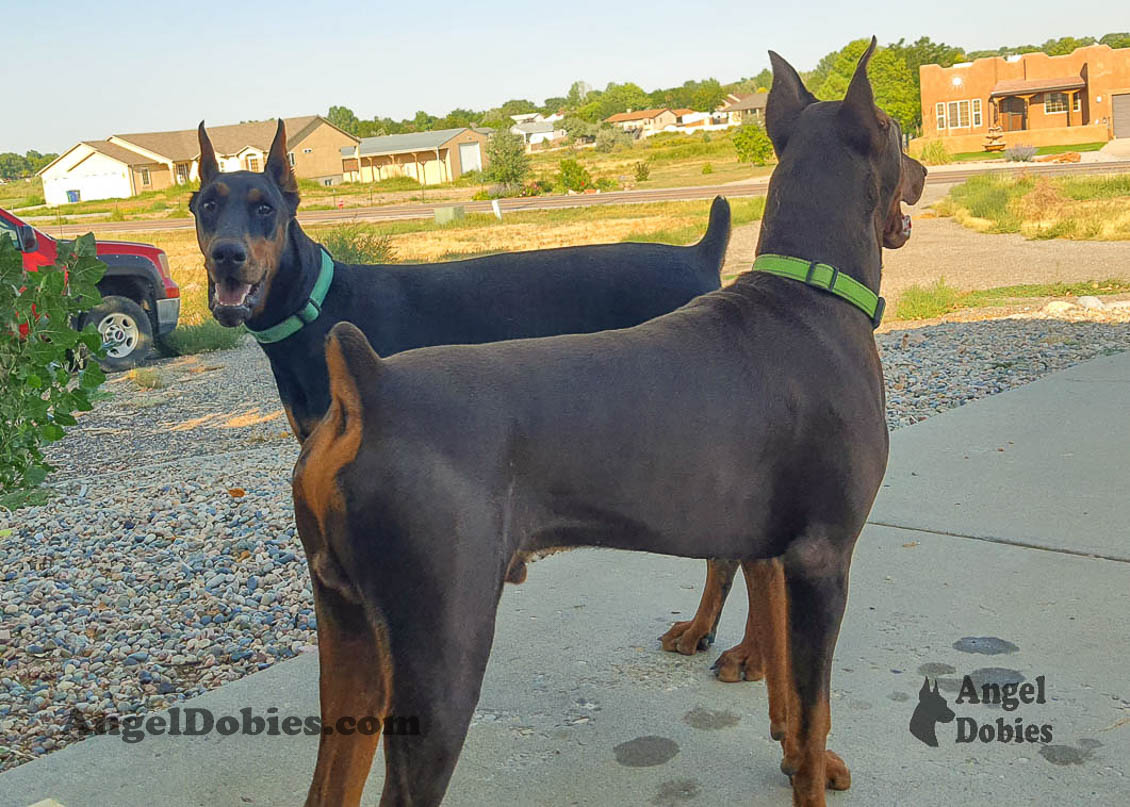 Our lovely doberman dogs being awesome with our family and other pets