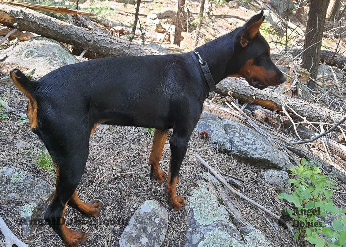 Our lovely doberman dogs being awesome with our family and other pets