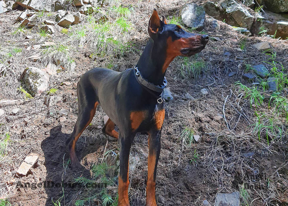 Our lovely doberman dogs being awesome with our family and other pets