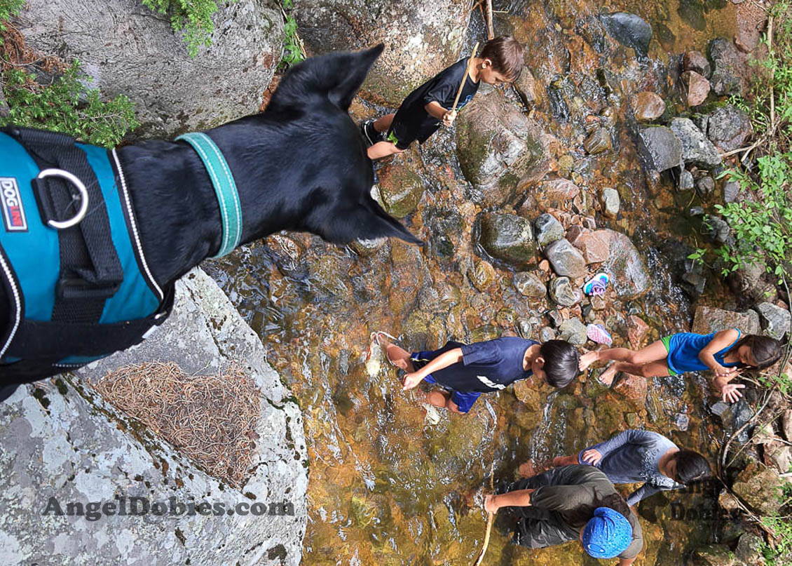 Our lovely doberman dogs being awesome with our family and other pets