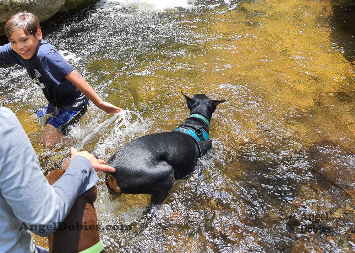 Our lovely doberman dogs being awesome with our family and other pets