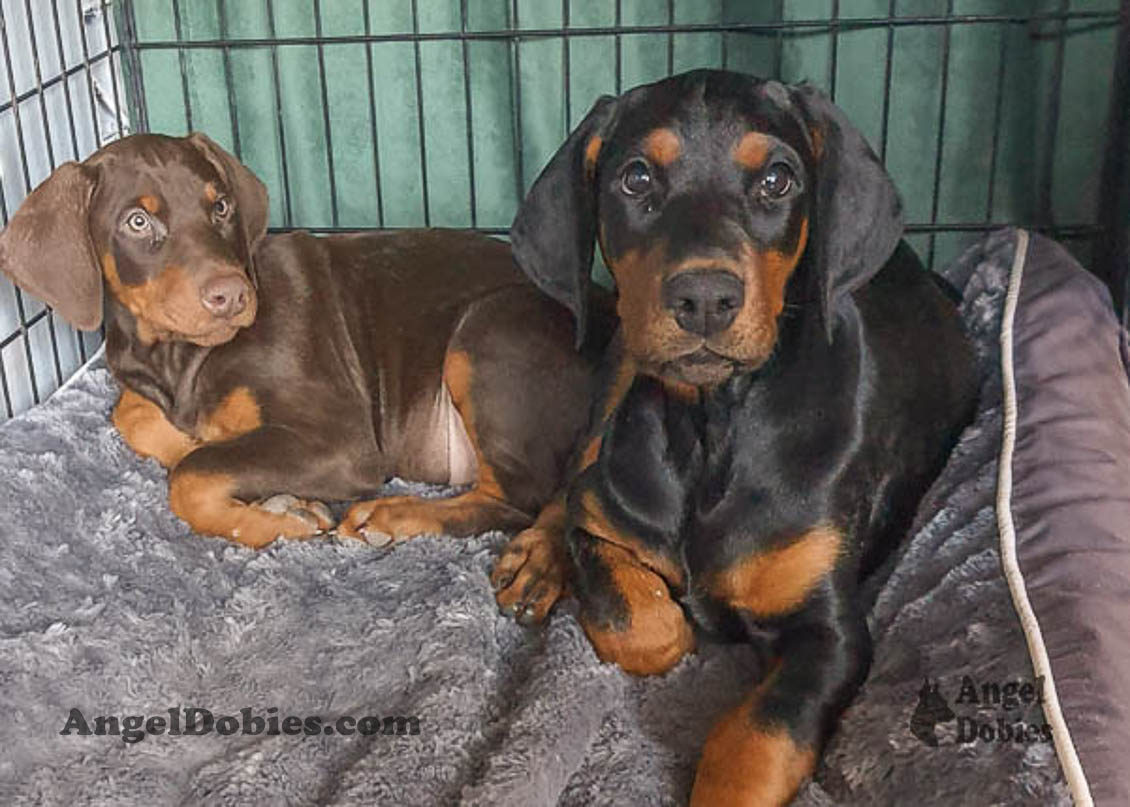 Our lovely doberman dogs being awesome with our family and other pets