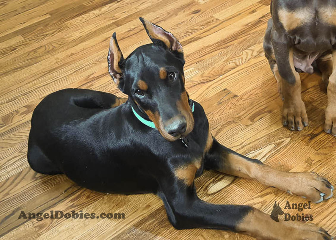 Our lovely doberman dogs being awesome with our family and other pets