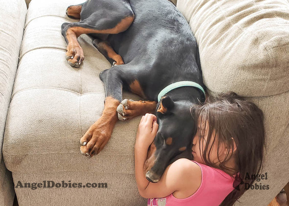 Our lovely doberman dogs being awesome with our family and other pets