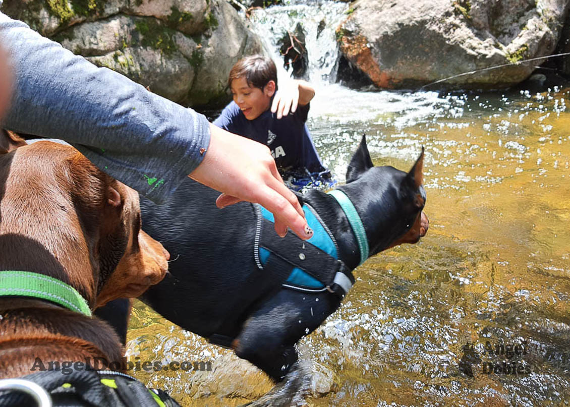 Our lovely doberman dogs being awesome with our family and other pets