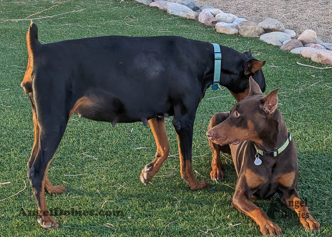 Our lovely doberman dogs being awesome with our family and other pets