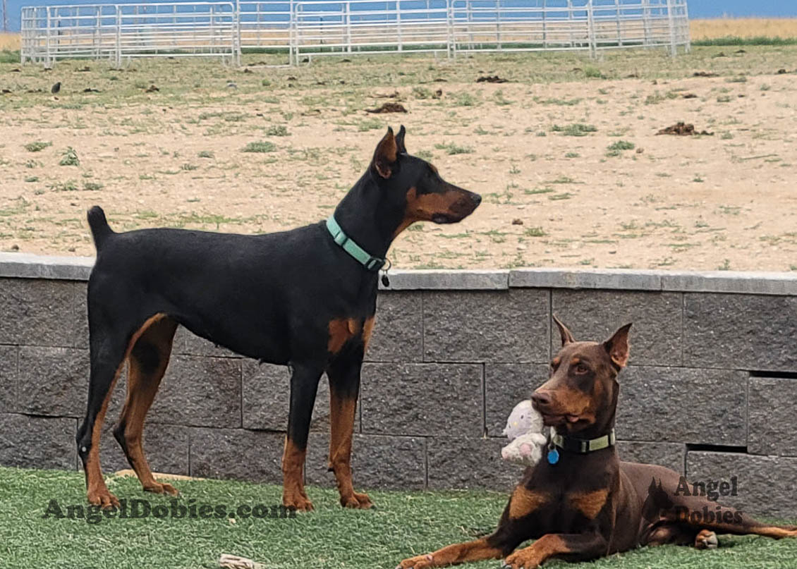 Our lovely doberman dogs being awesome with our family and other pets