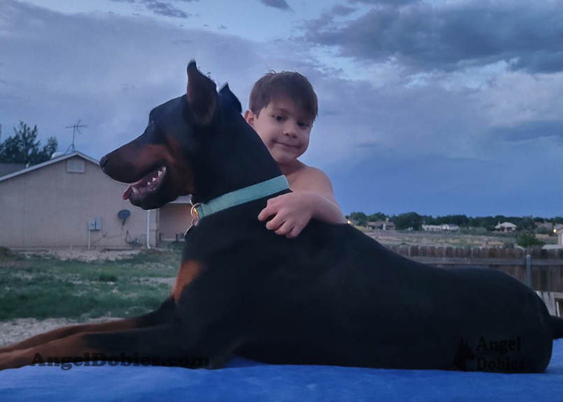 Our lovely doberman dogs being awesome with our family and other pets