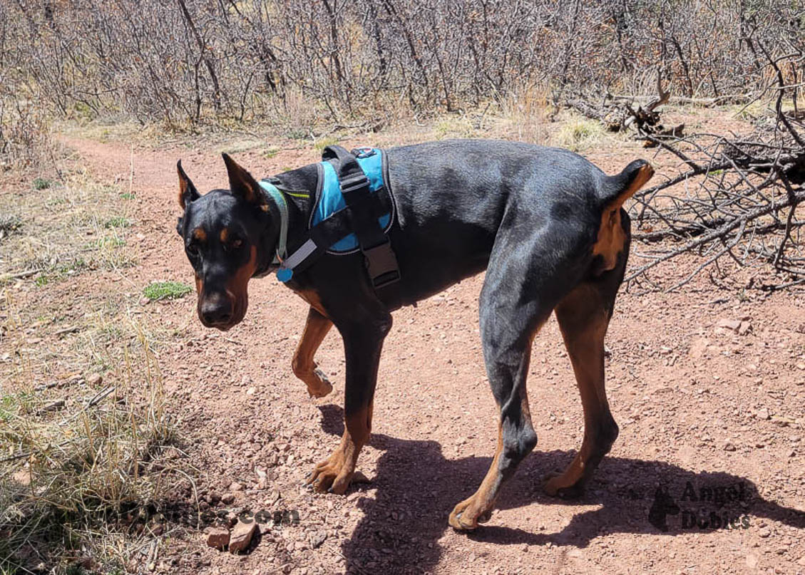 Our lovely doberman dogs being awesome with our family and other pets