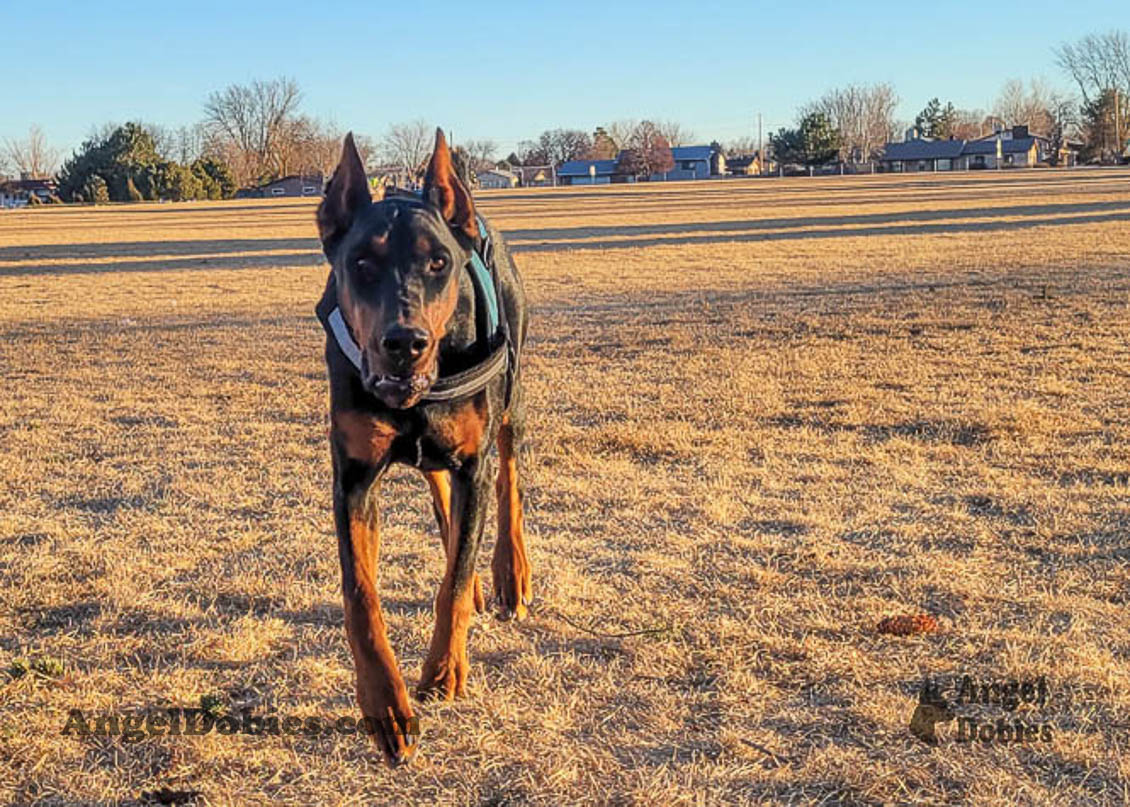 Our lovely doberman dogs being awesome with our family and other pets