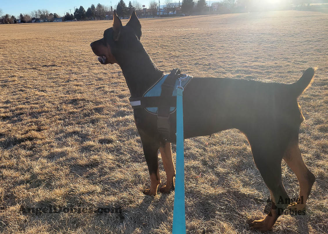 Our lovely doberman dogs being awesome with our family and other pets