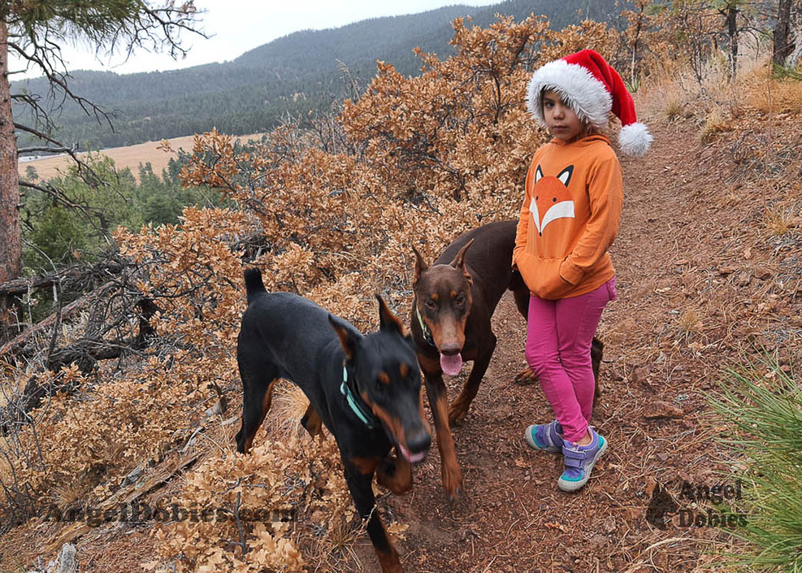 Our lovely doberman dogs being awesome with our family and other pets