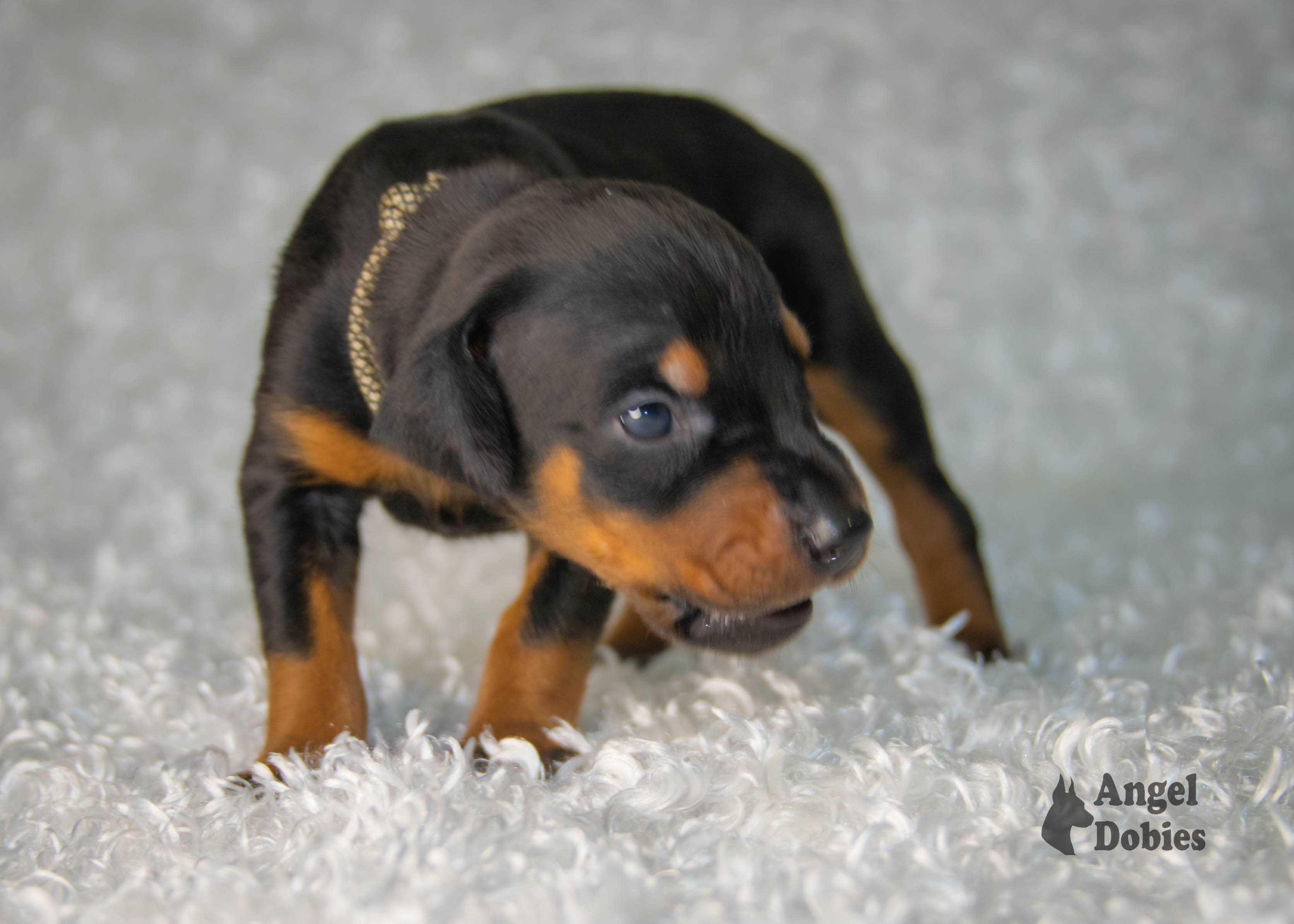 doberman puppy for sale Black-White collar