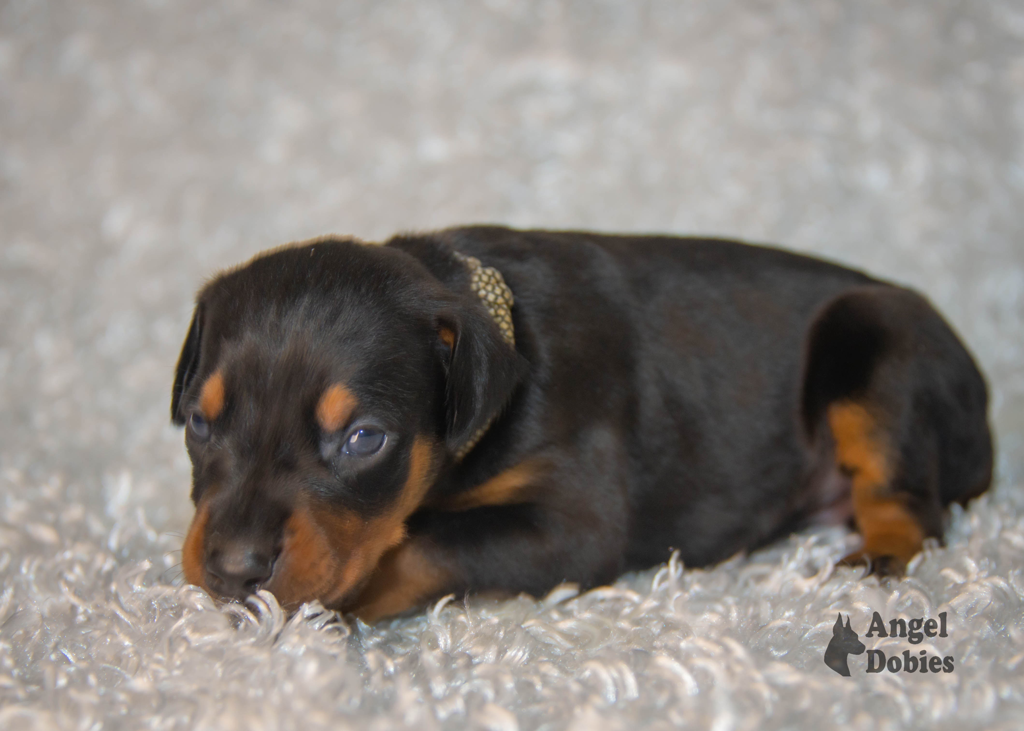 doberman puppy for sale Black-White collar