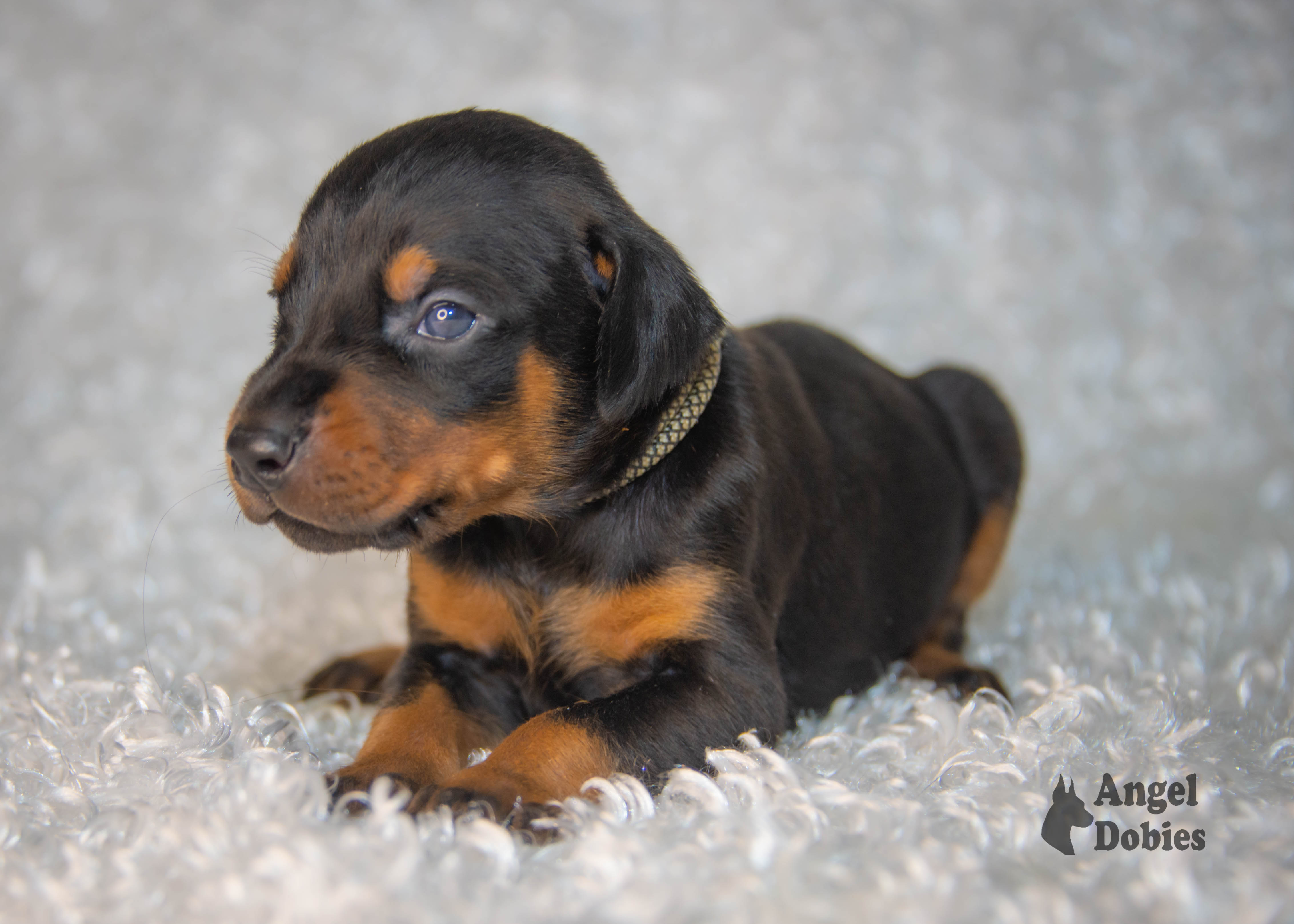 doberman puppy for sale Black-White collar