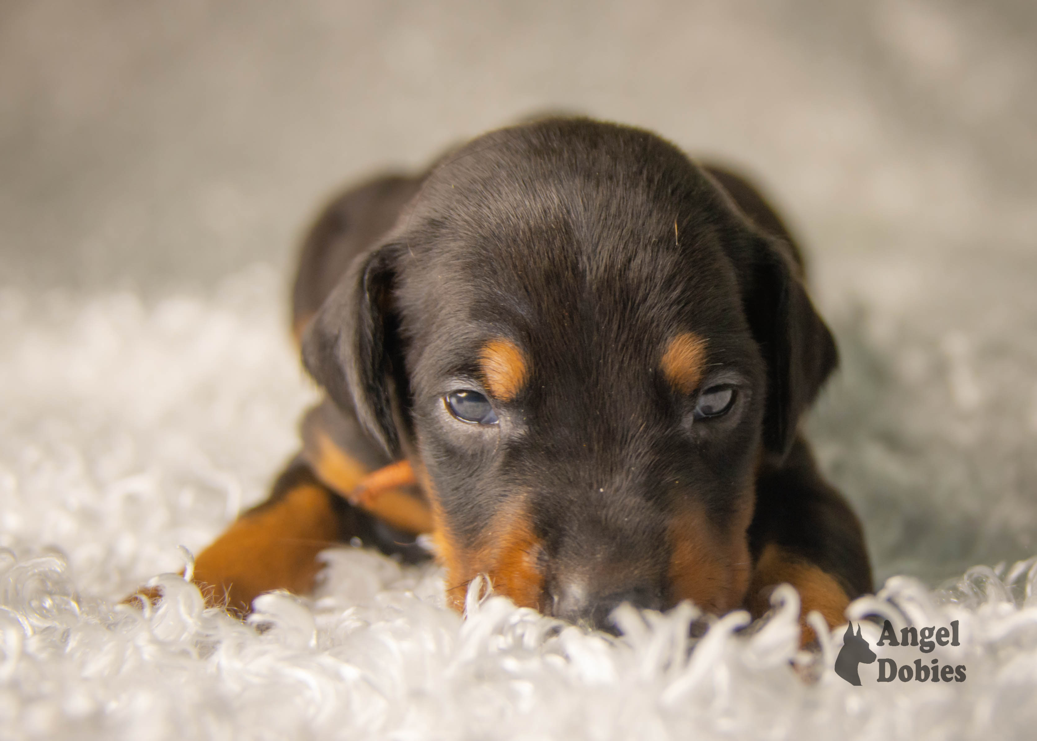 doberman puppy for sale copper and blue collar