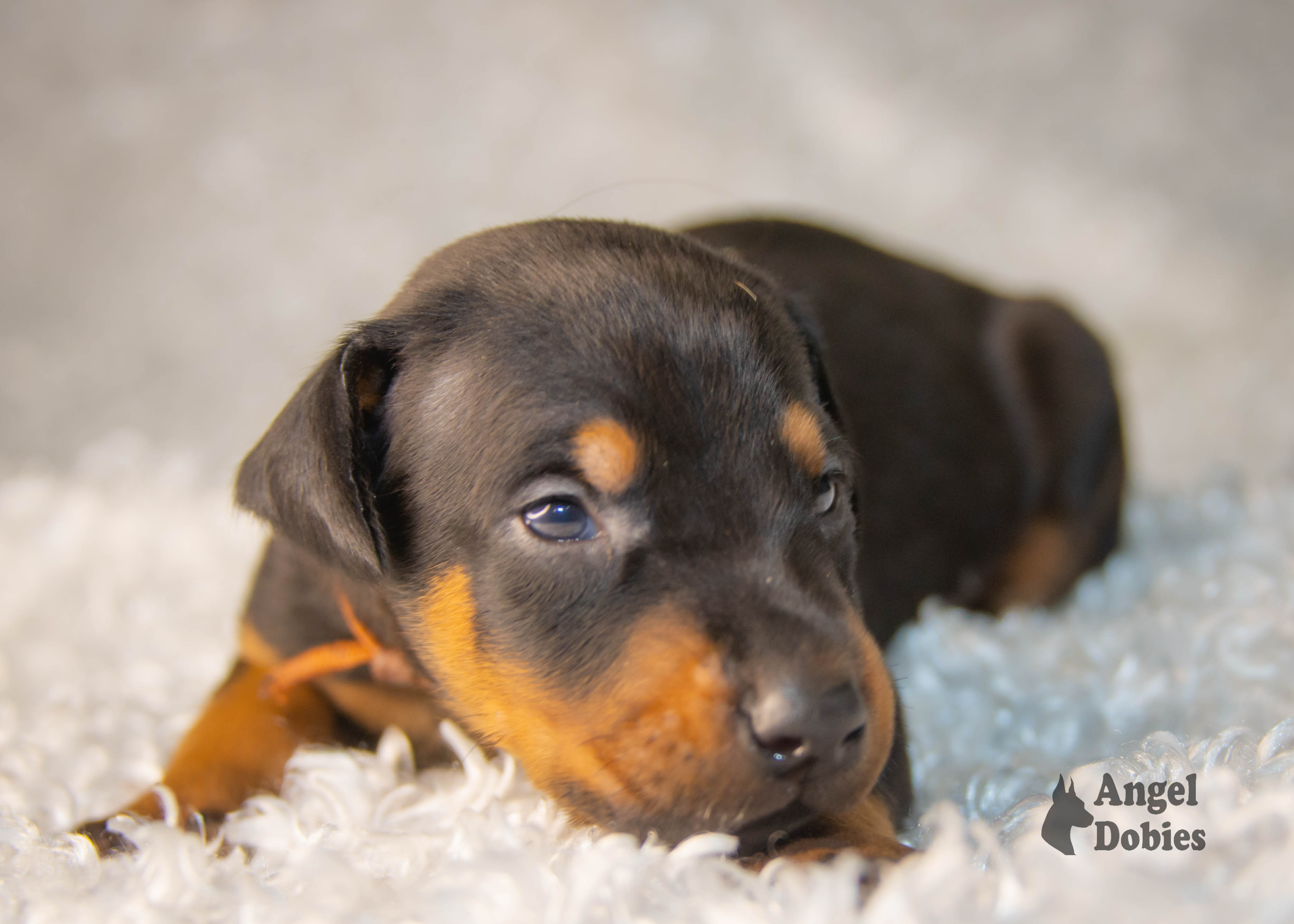 doberman puppy for sale copper and blue collar