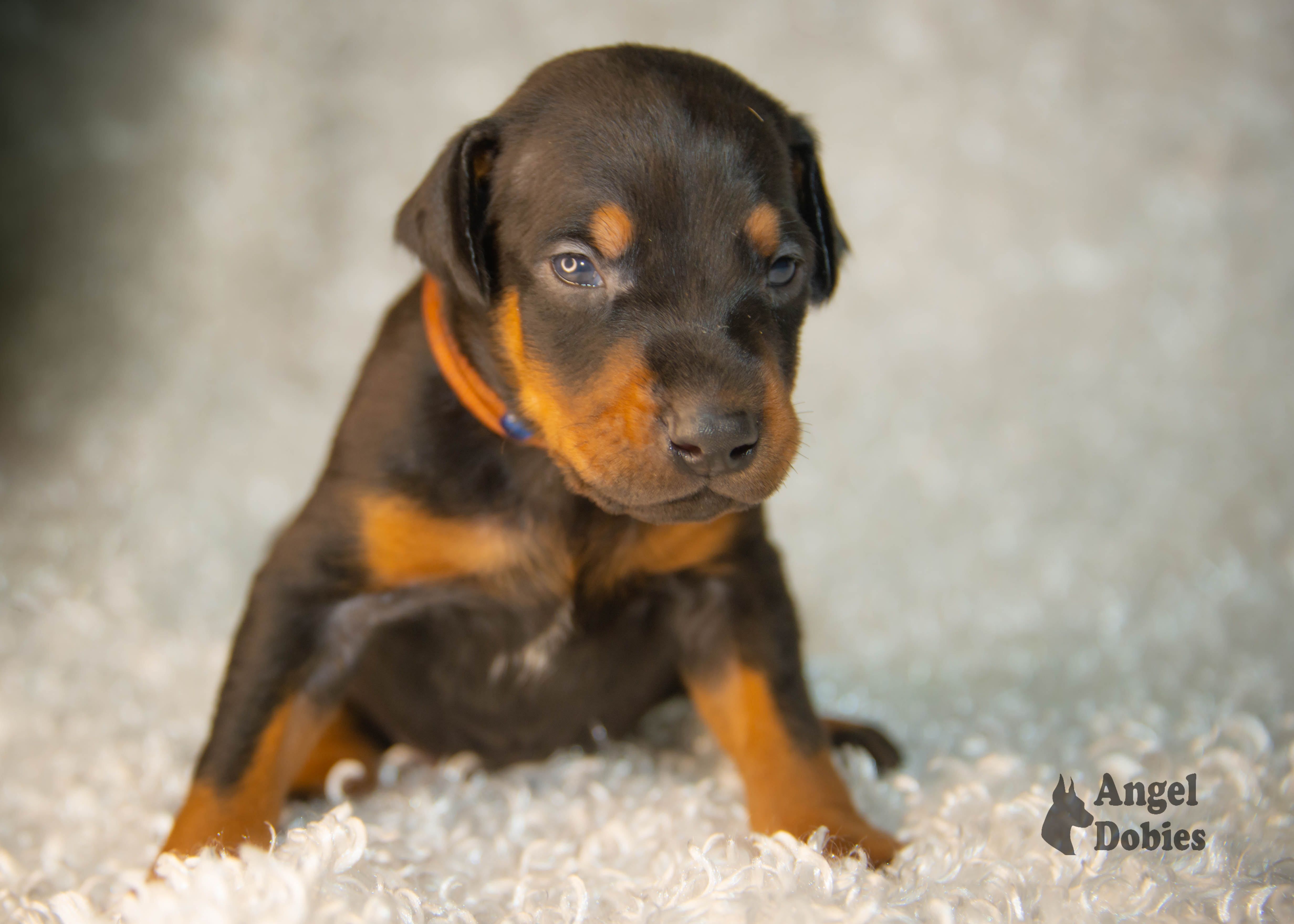 doberman puppy for sale copper and blue collar