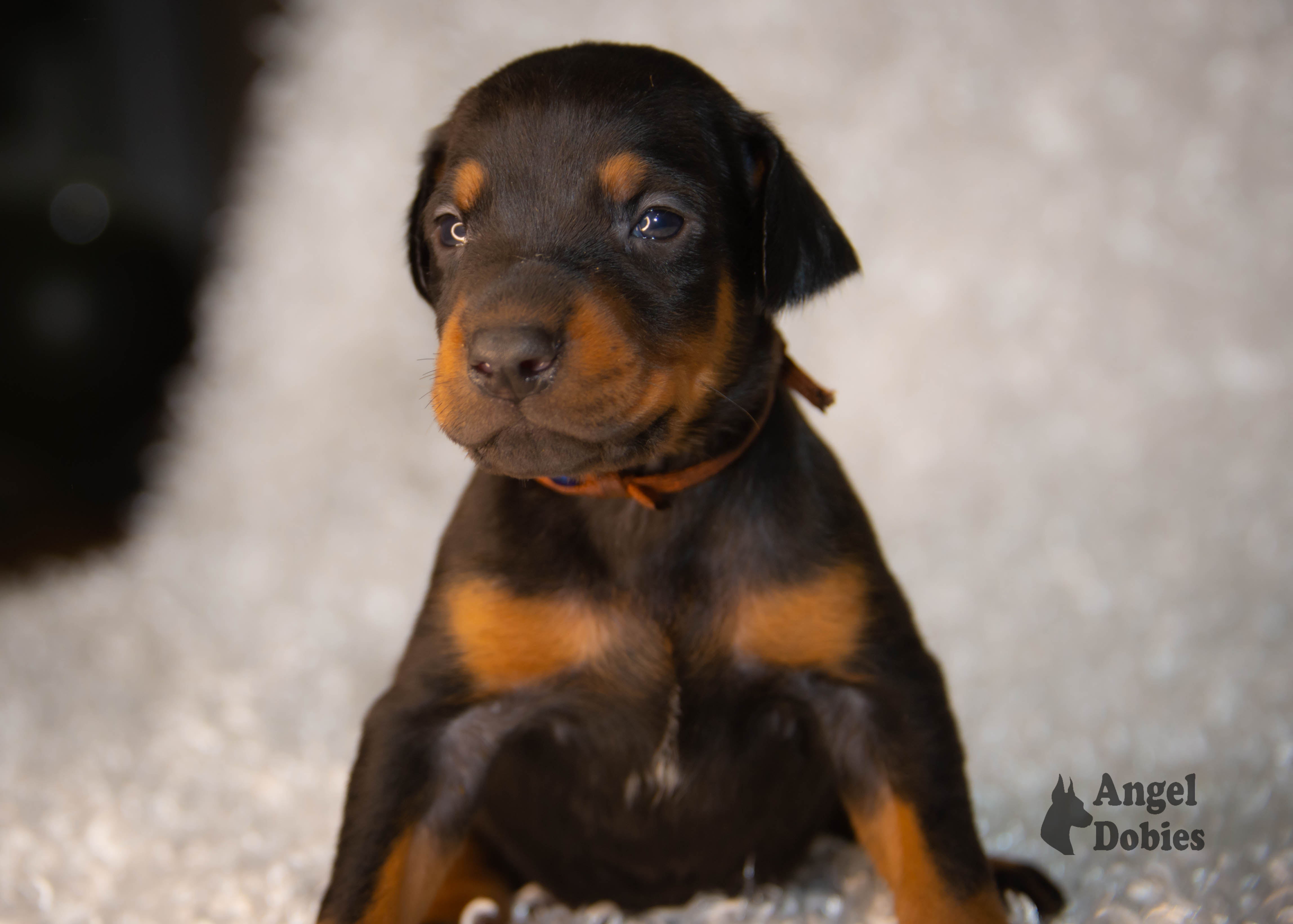 doberman puppy for sale copper and blue collar