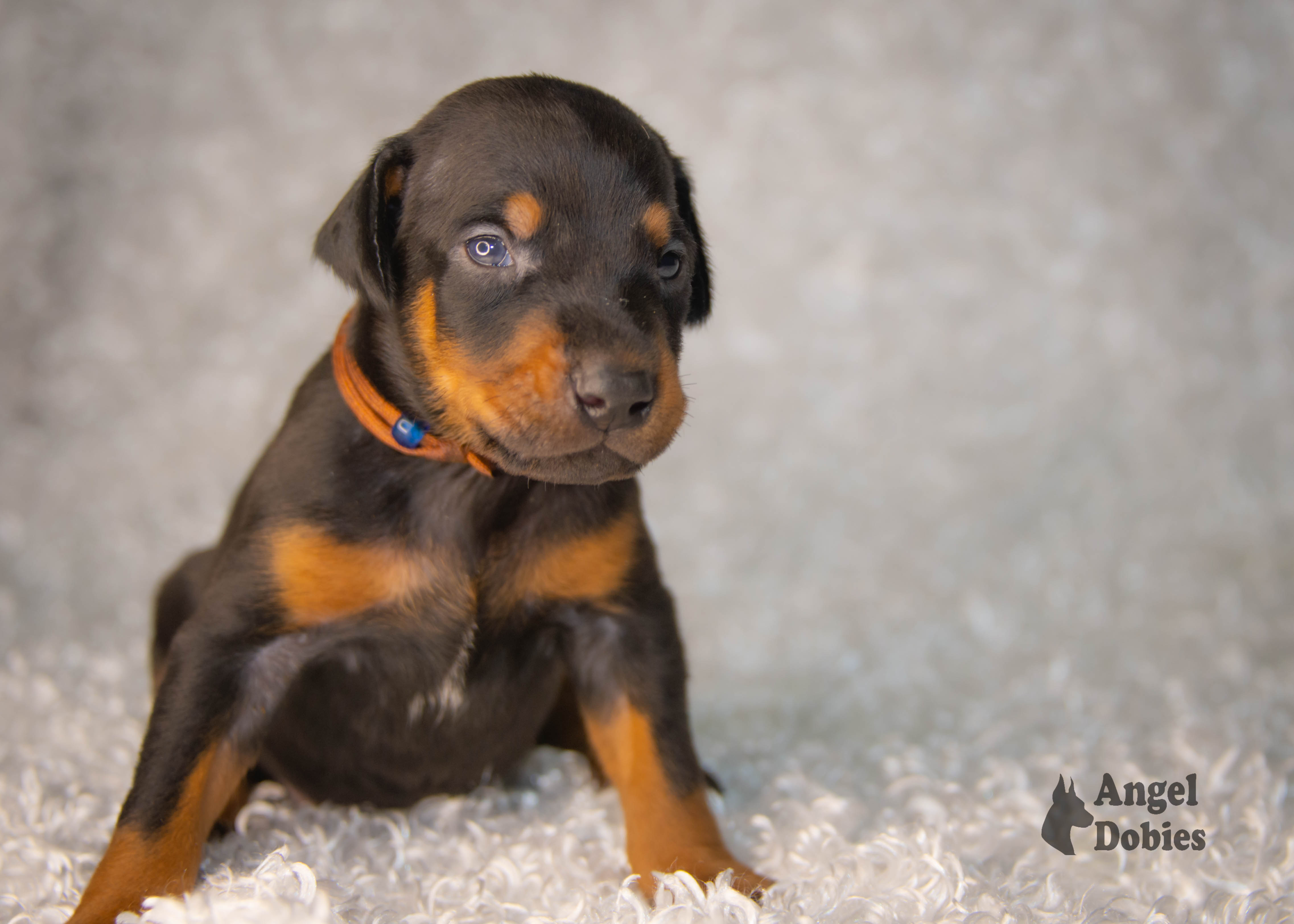 doberman puppy for sale copper and blue collar