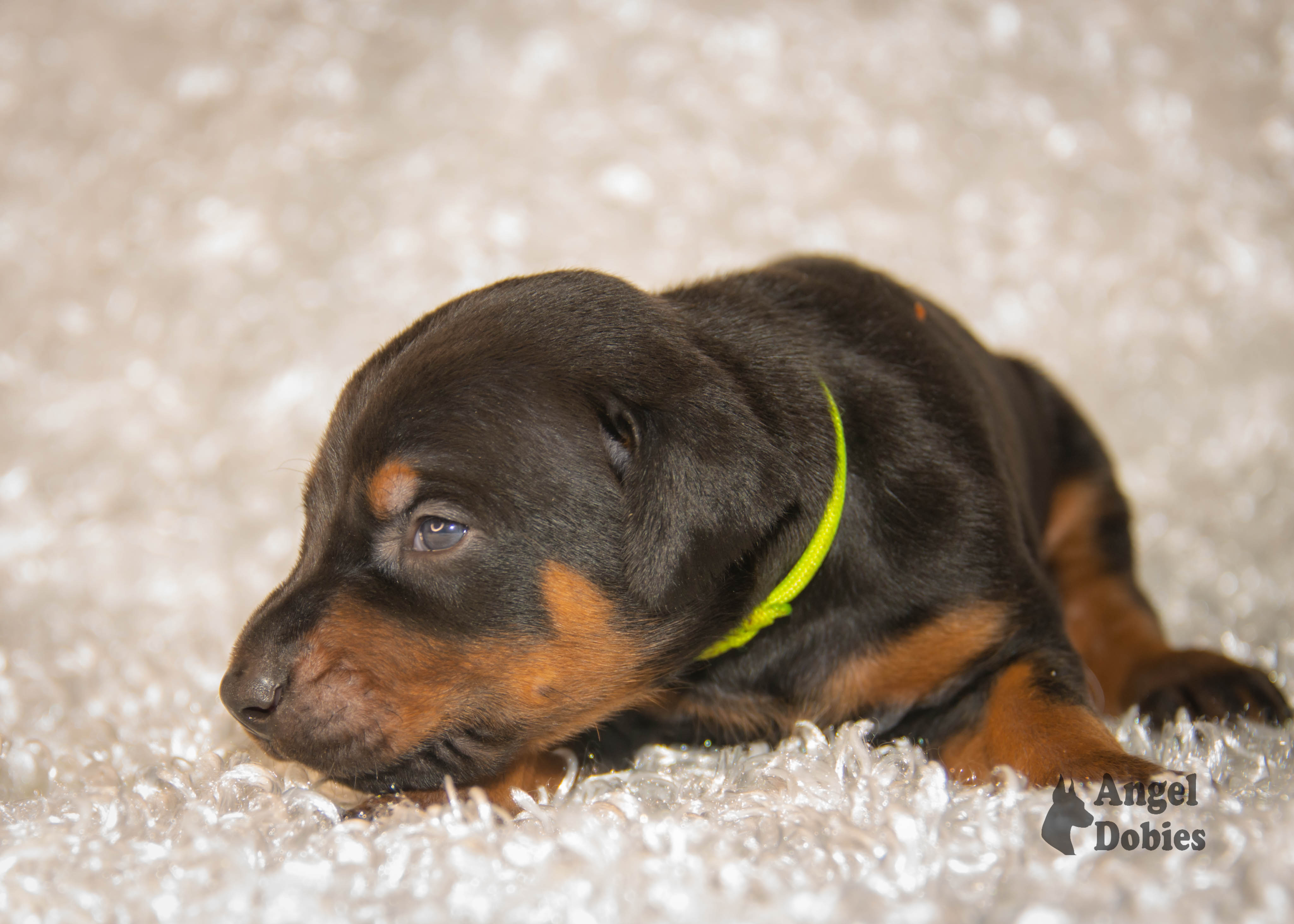 doberman puppy for sale with green collar