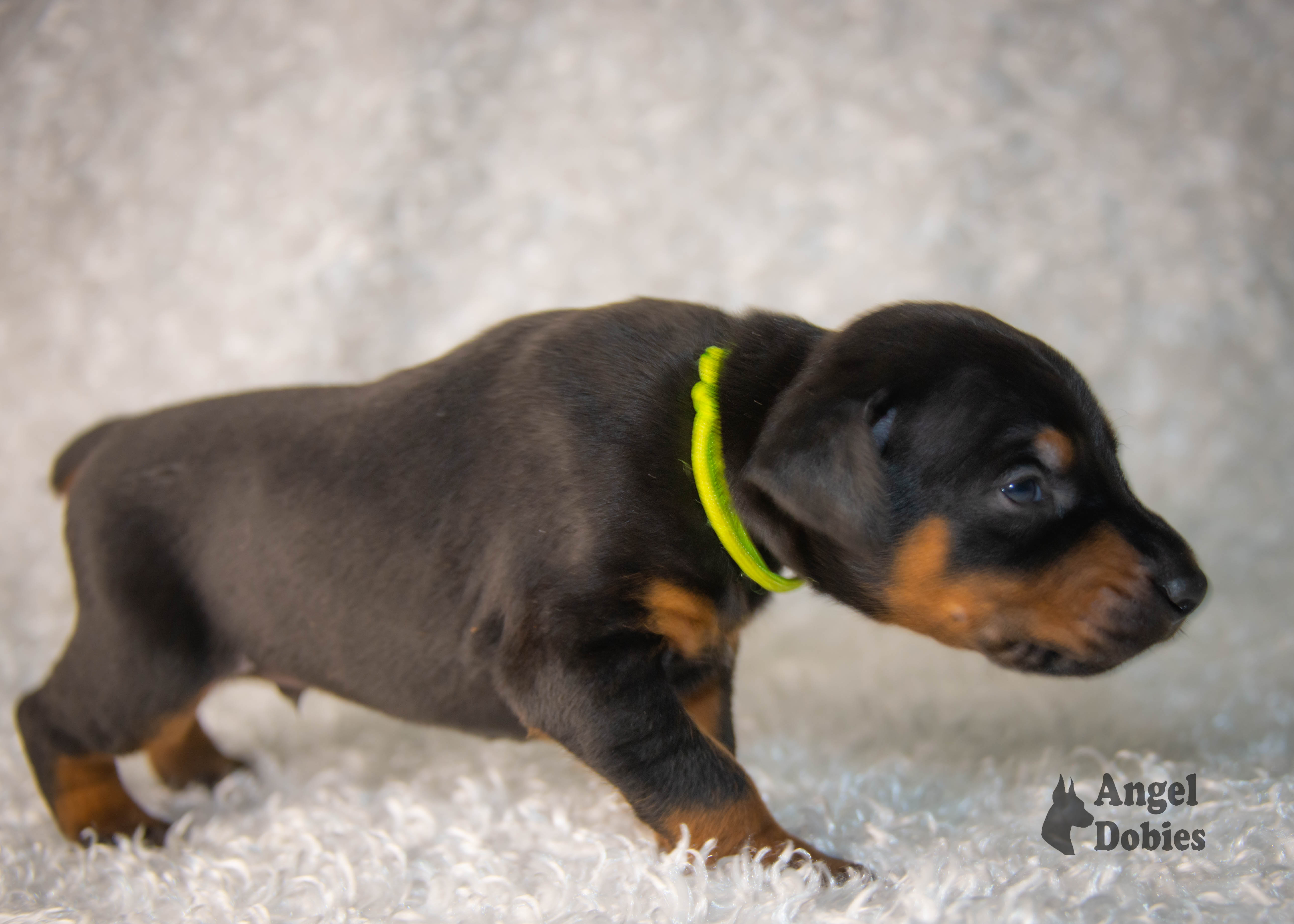 doberman puppy for sale with green collar