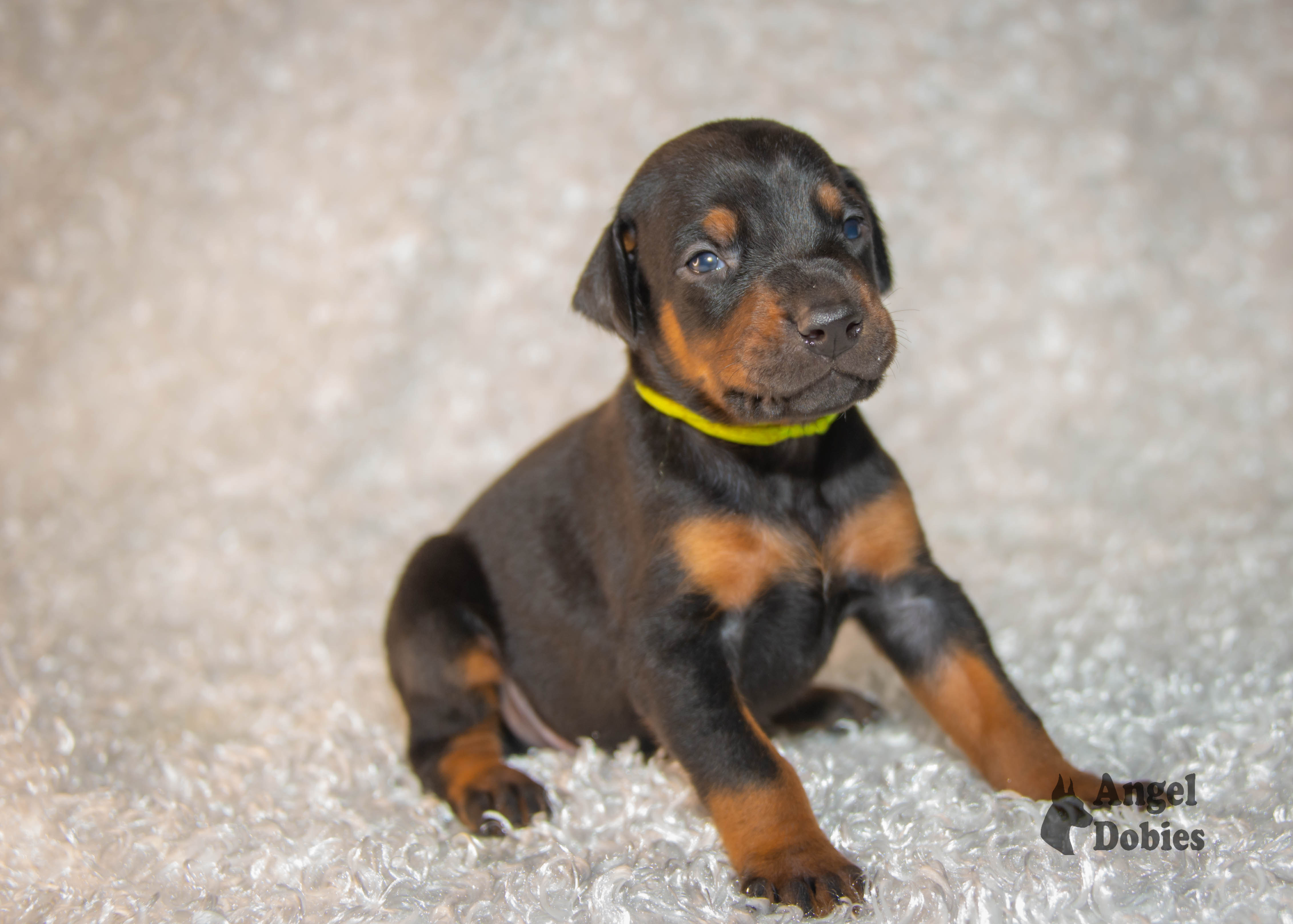 doberman puppy for sale with green collar