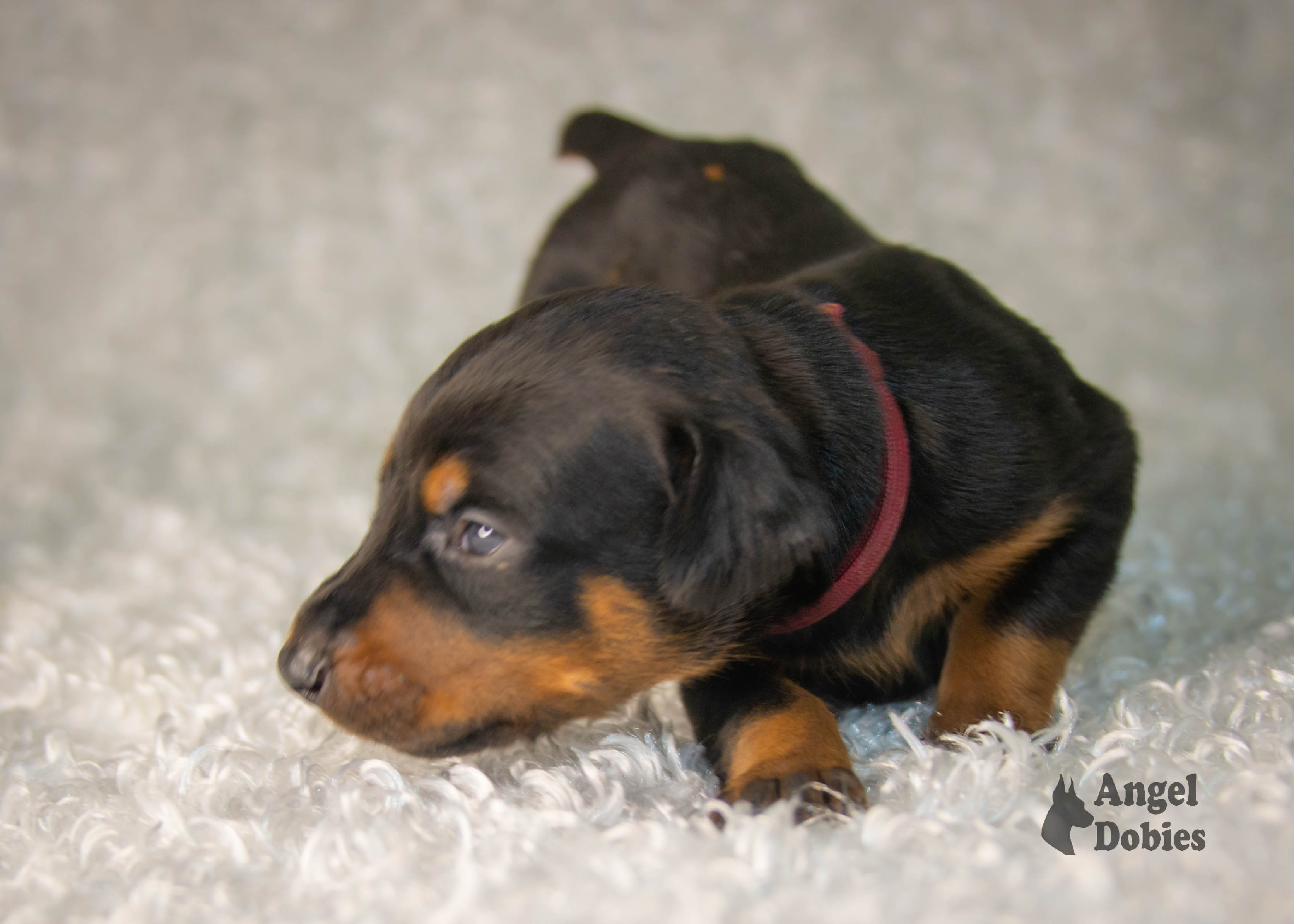 doberman puppy for sale with maroon collar