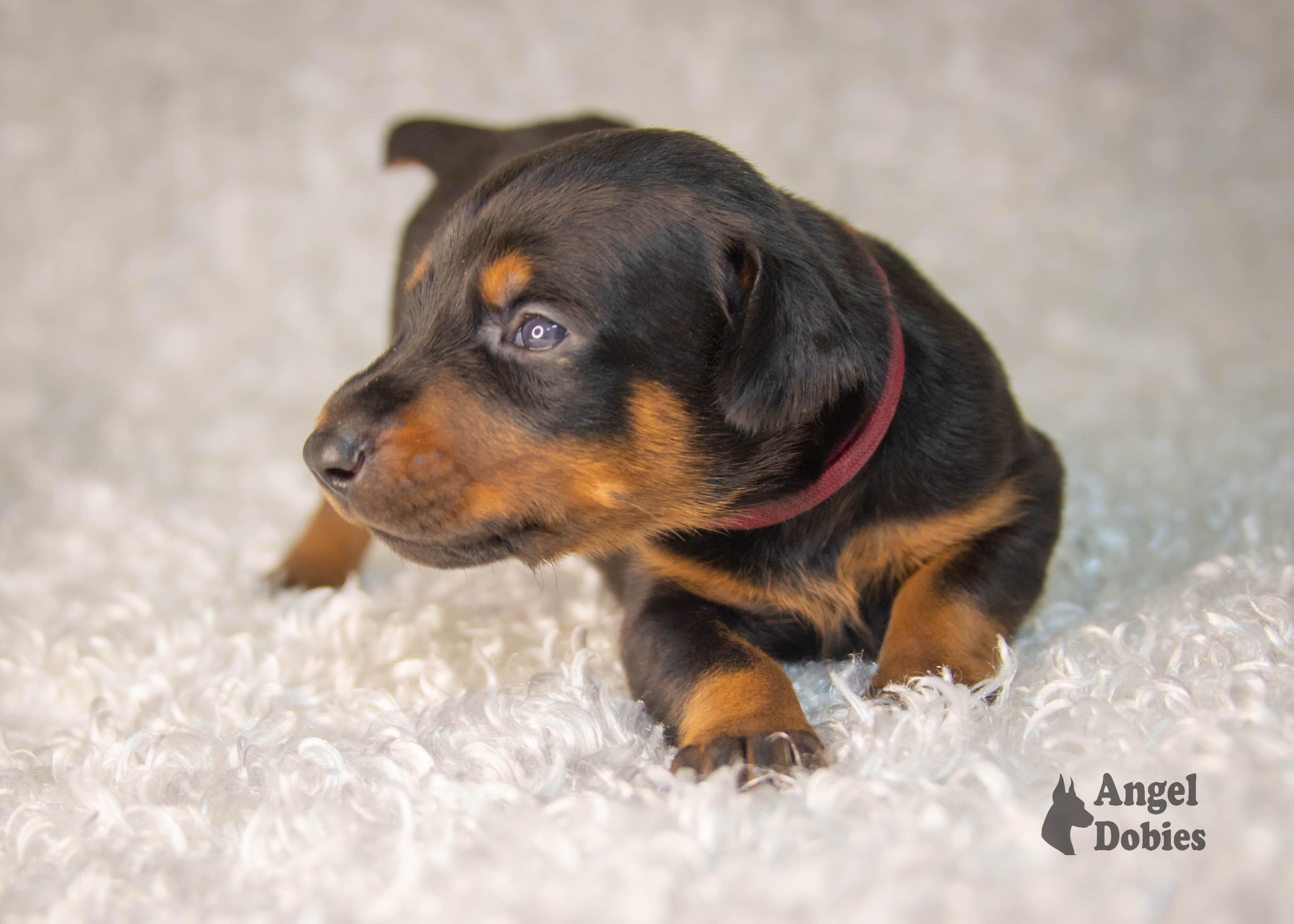 doberman puppy for sale with maroon collar