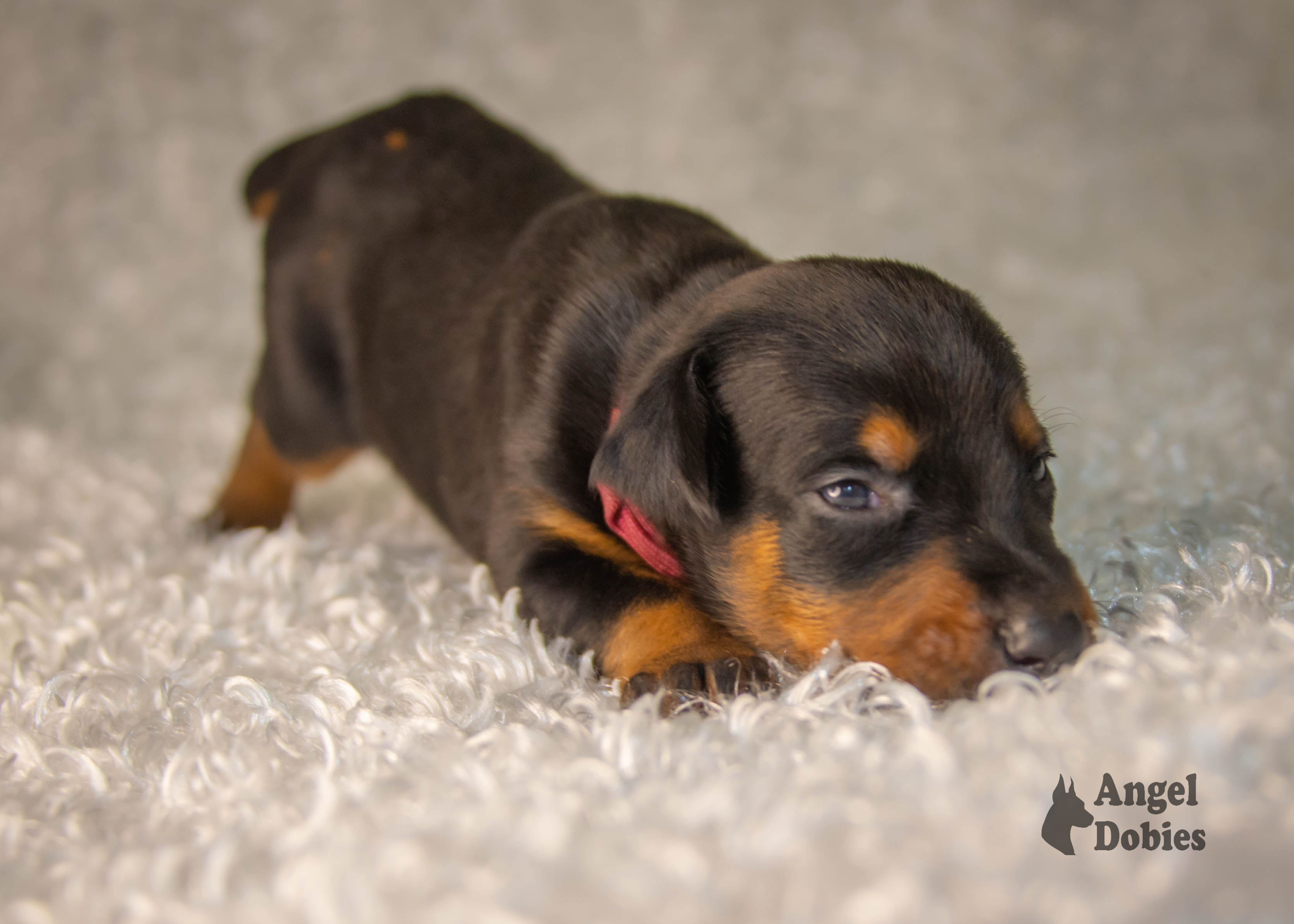 doberman puppy for sale with maroon collar