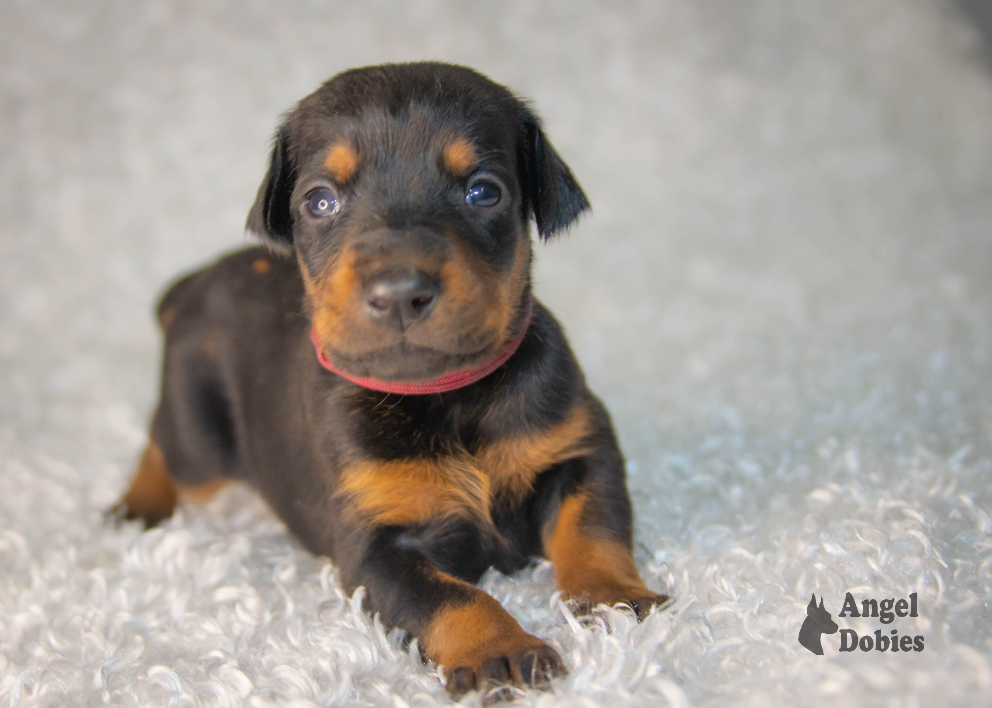 doberman puppy for sale with maroon collar