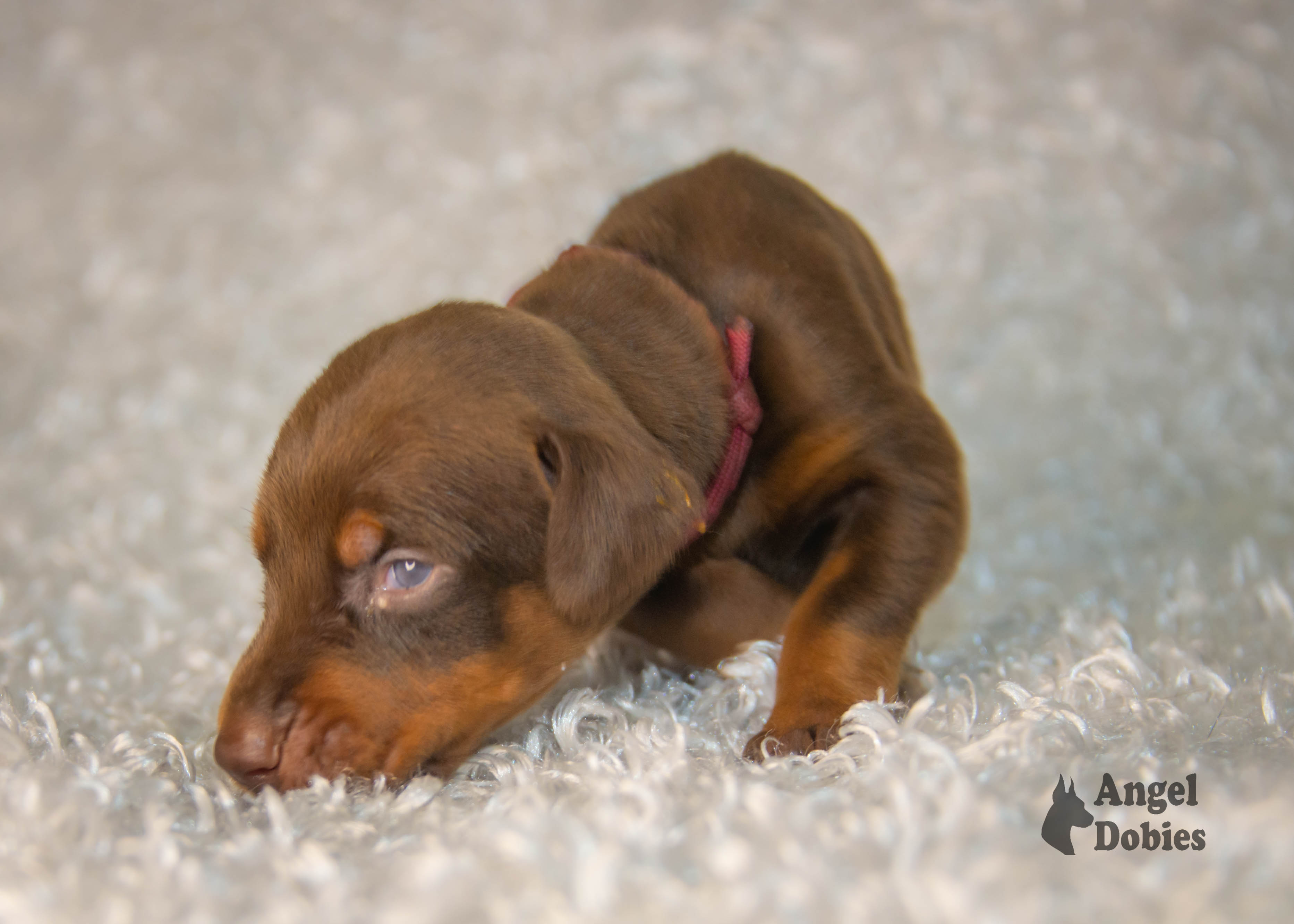 doberman puppy for sale with maroon-orange collar