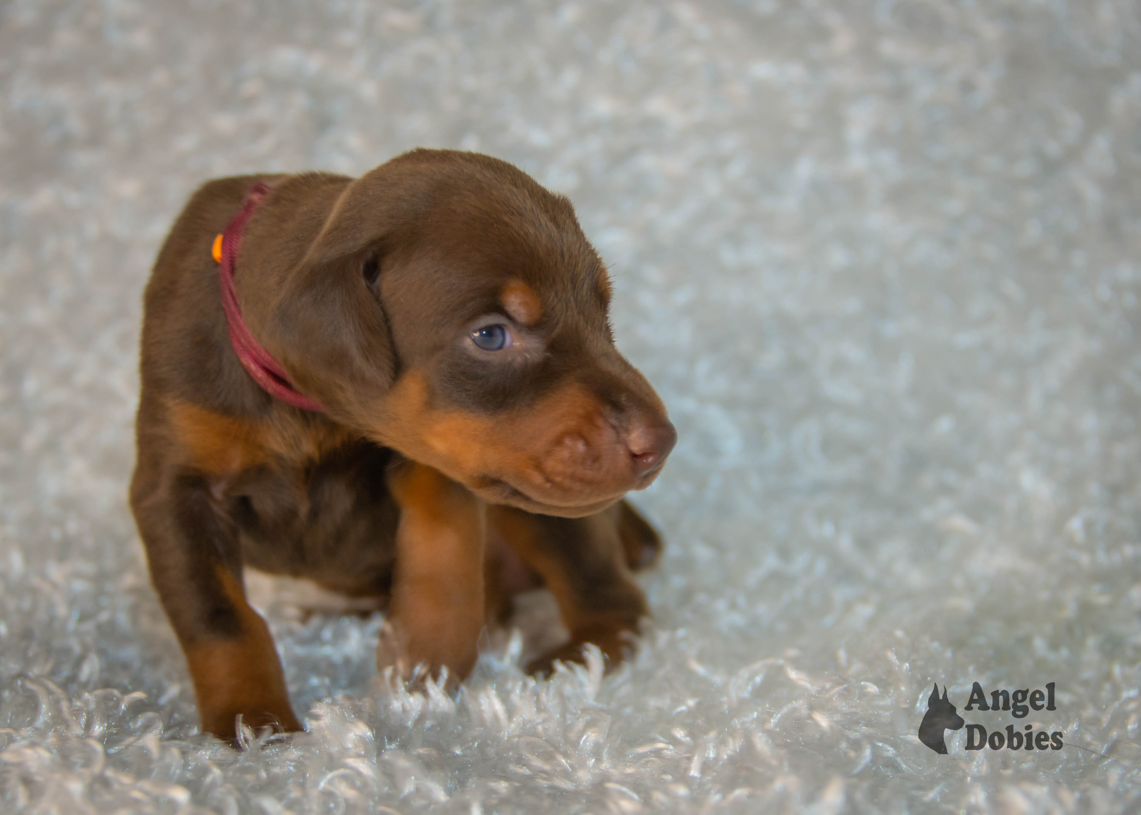 doberman puppy for sale with maroon-orange collar