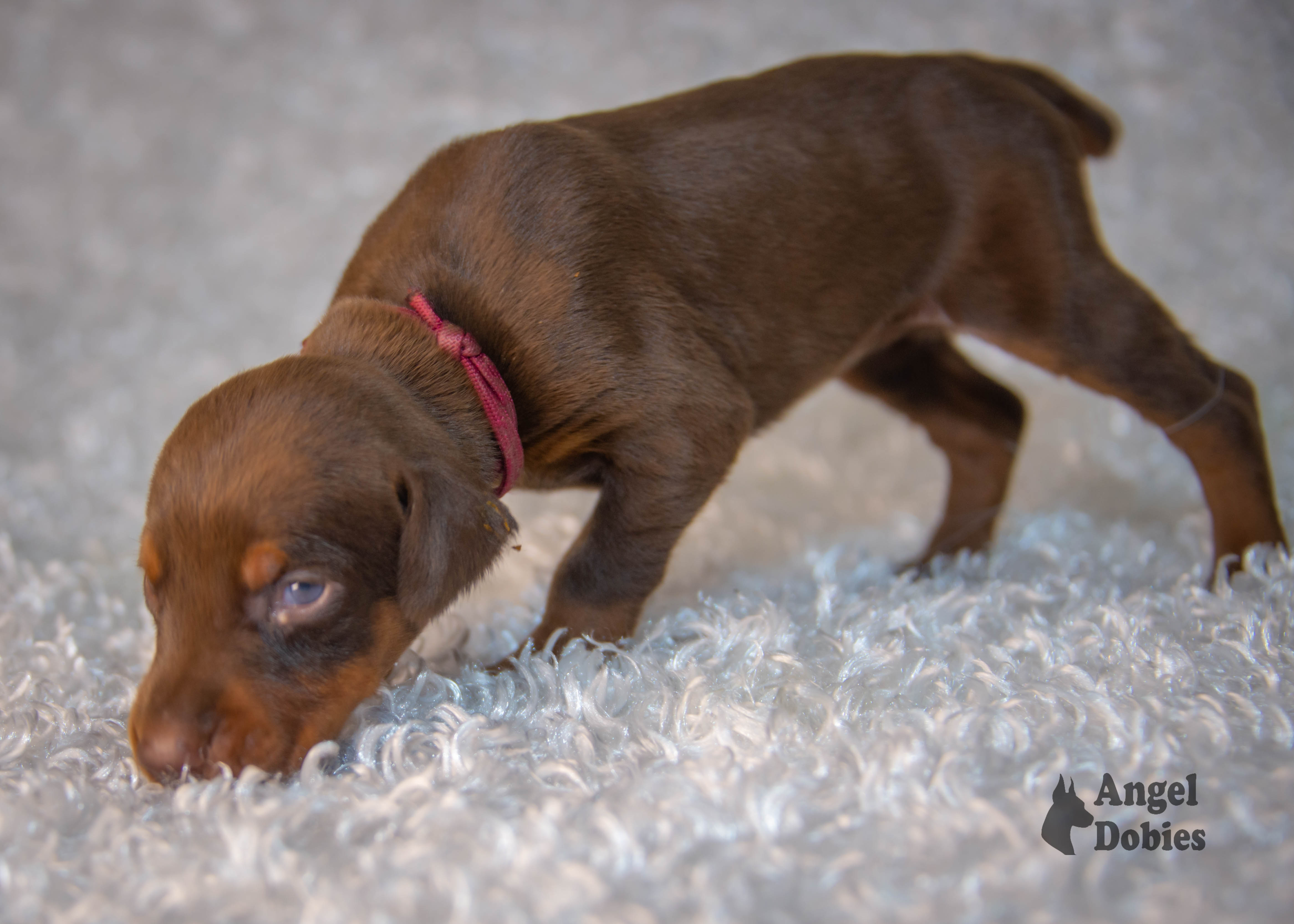 doberman puppy for sale with maroon-orange collar