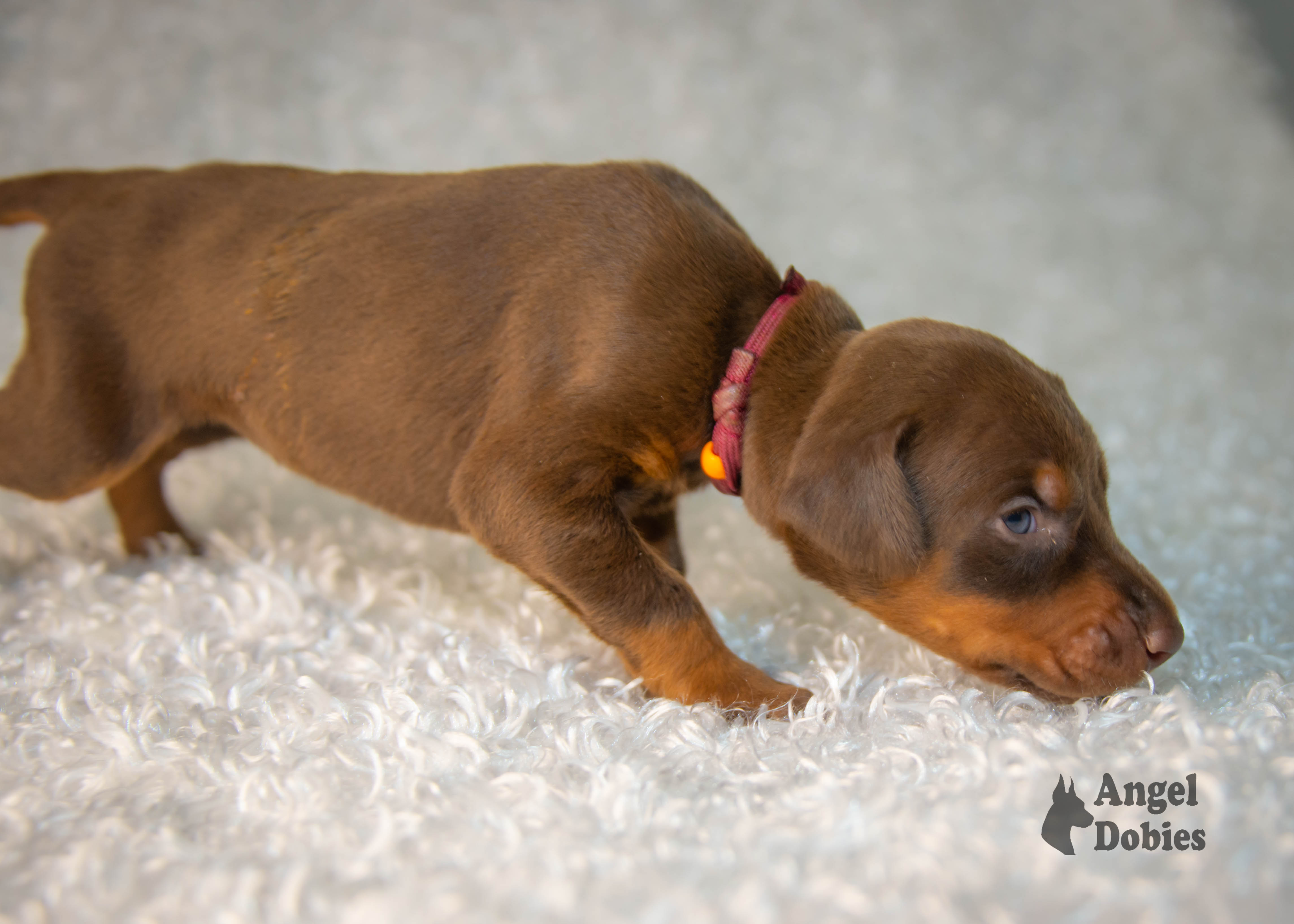 doberman puppy for sale with maroon-orange collar