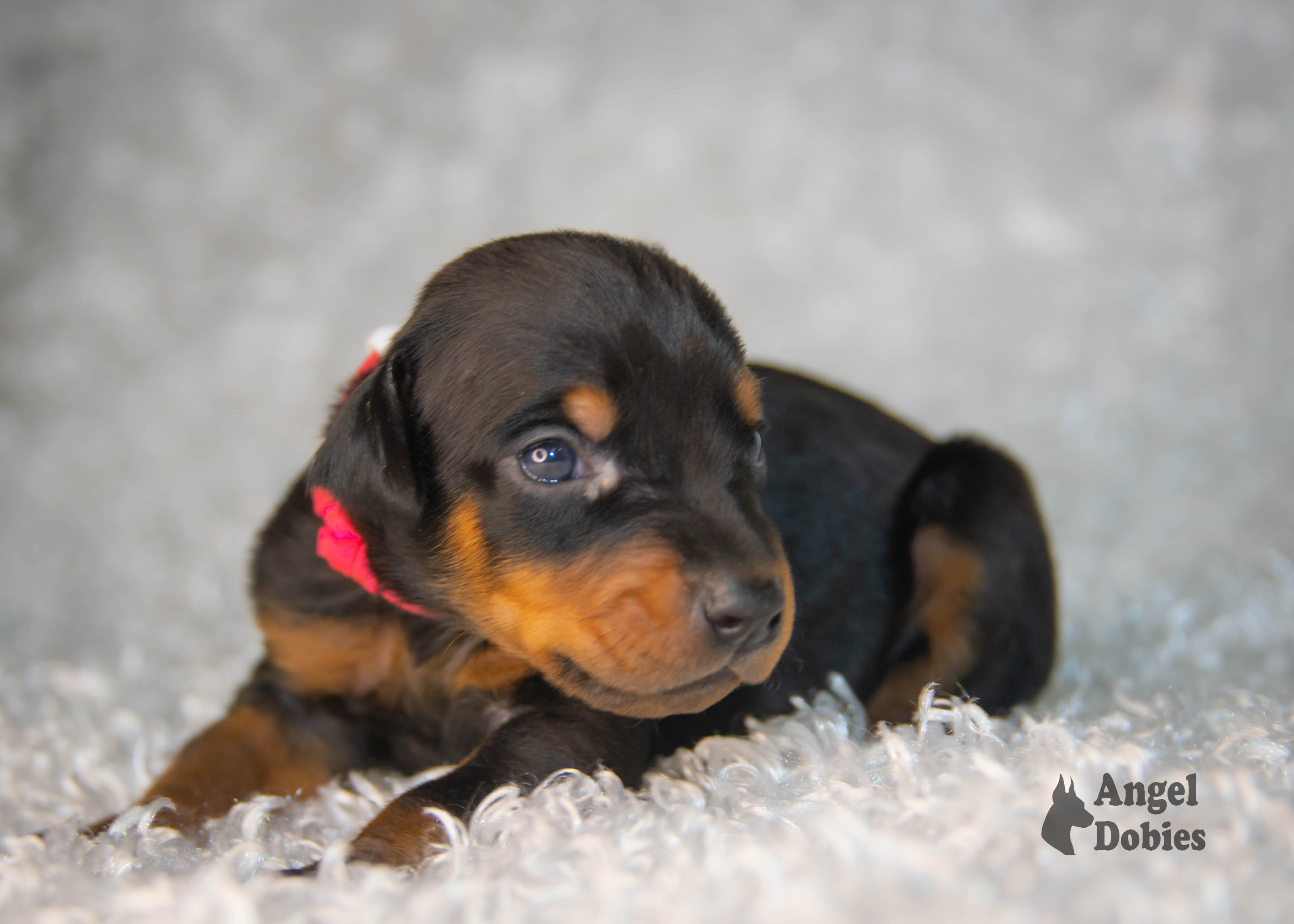 doberman puppy for sale with pink-white collar