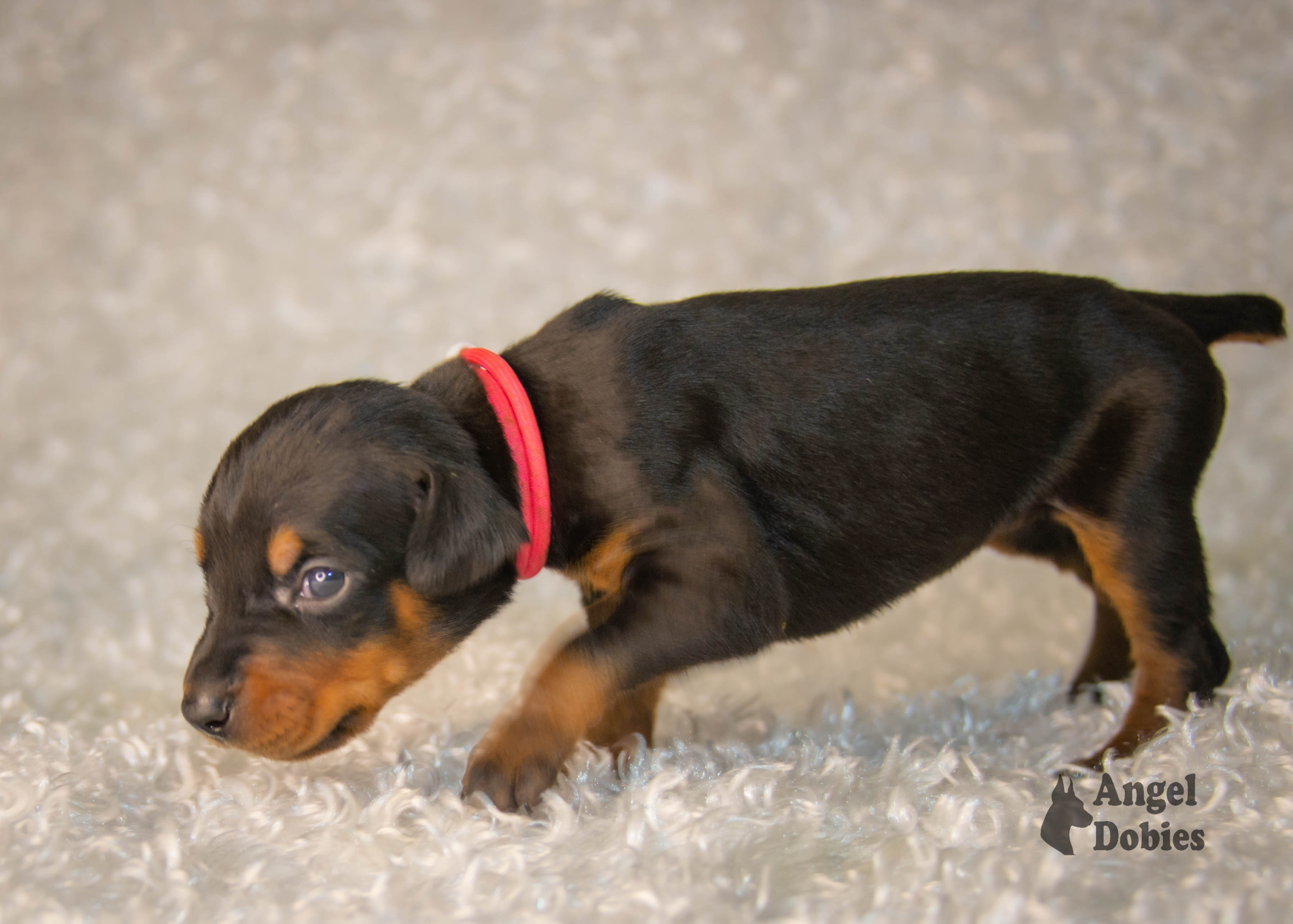 doberman puppy for sale with pink-white collar