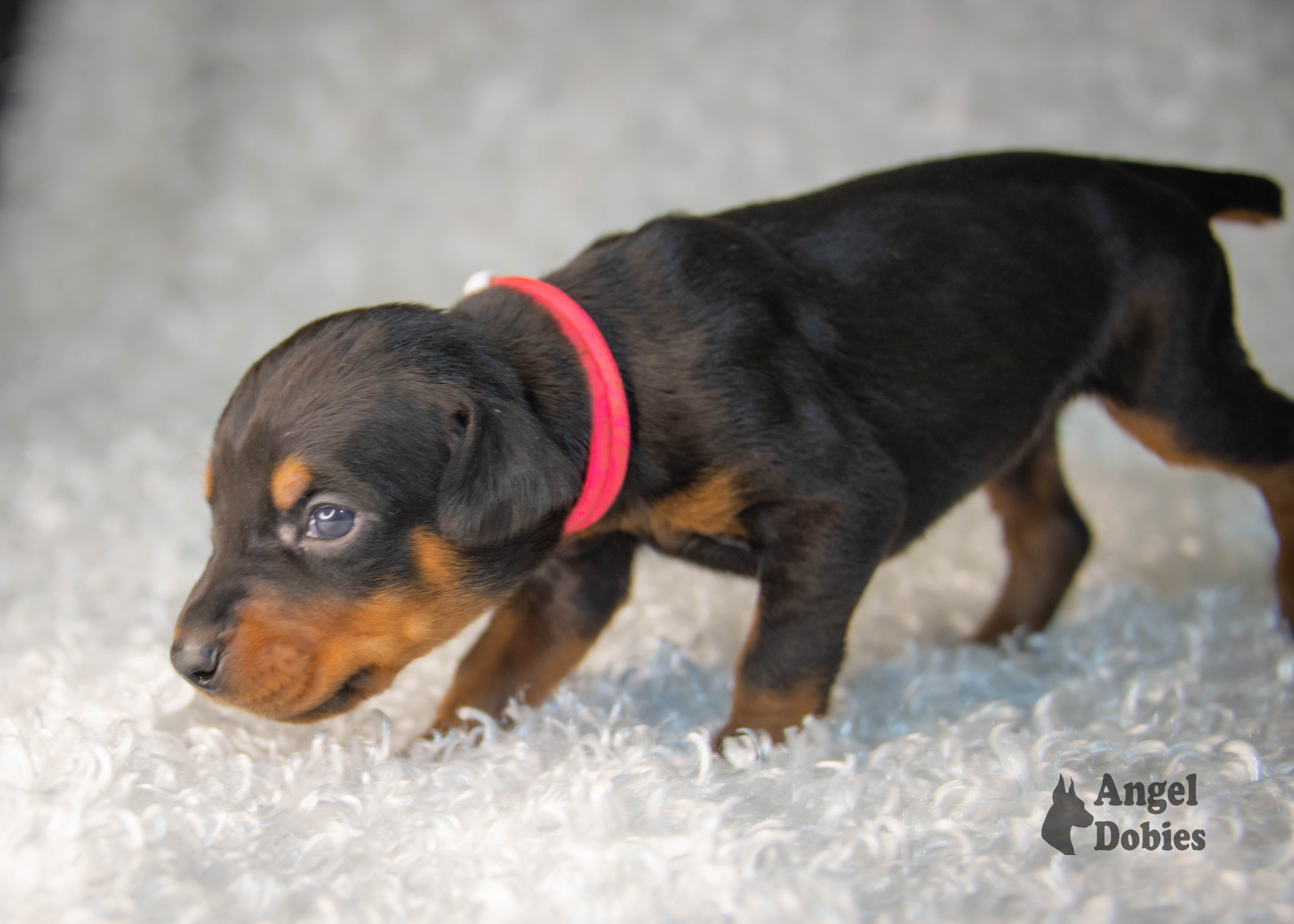 doberman puppy for sale with pink-white collar