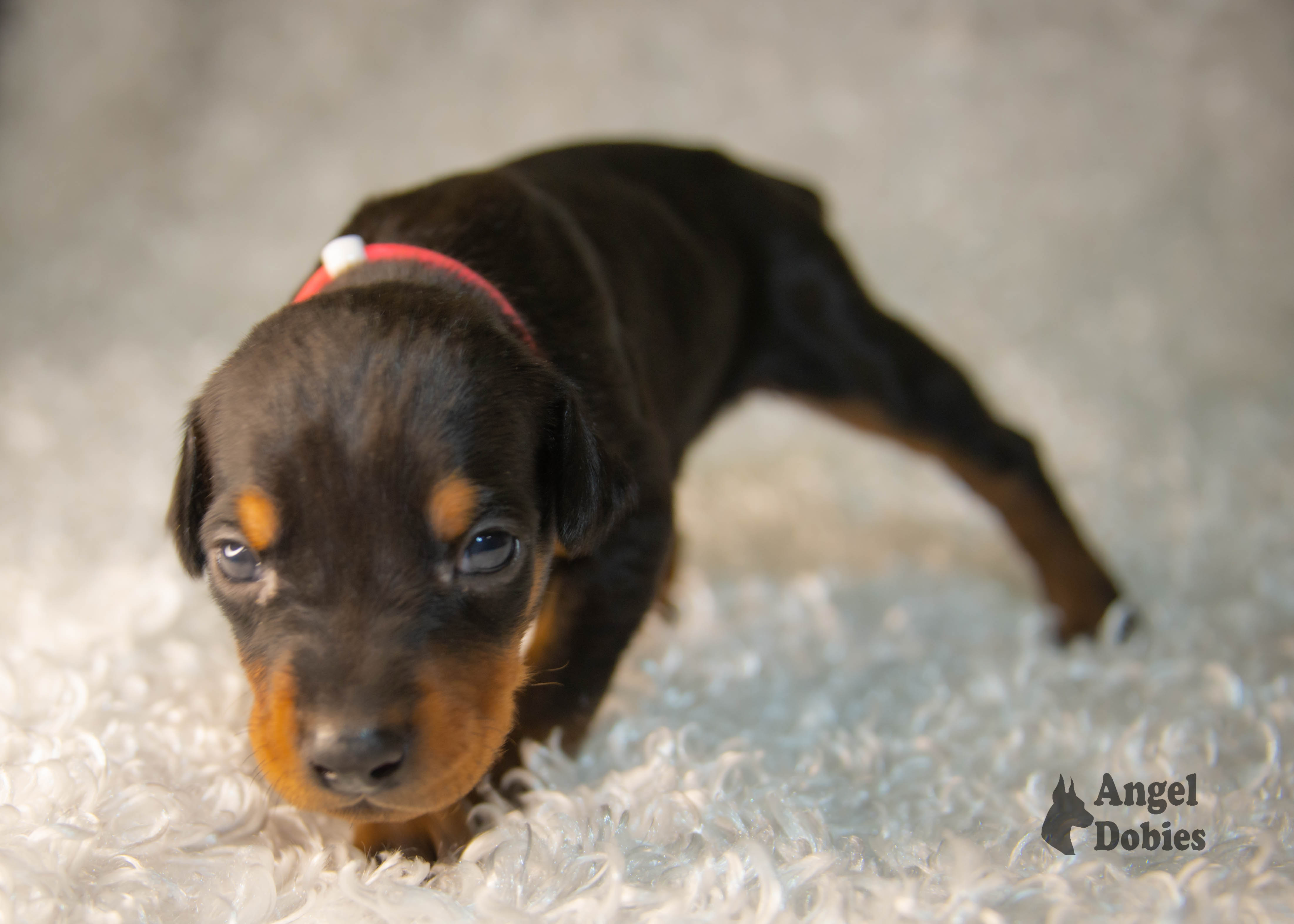 doberman puppy for sale with pink-white collar