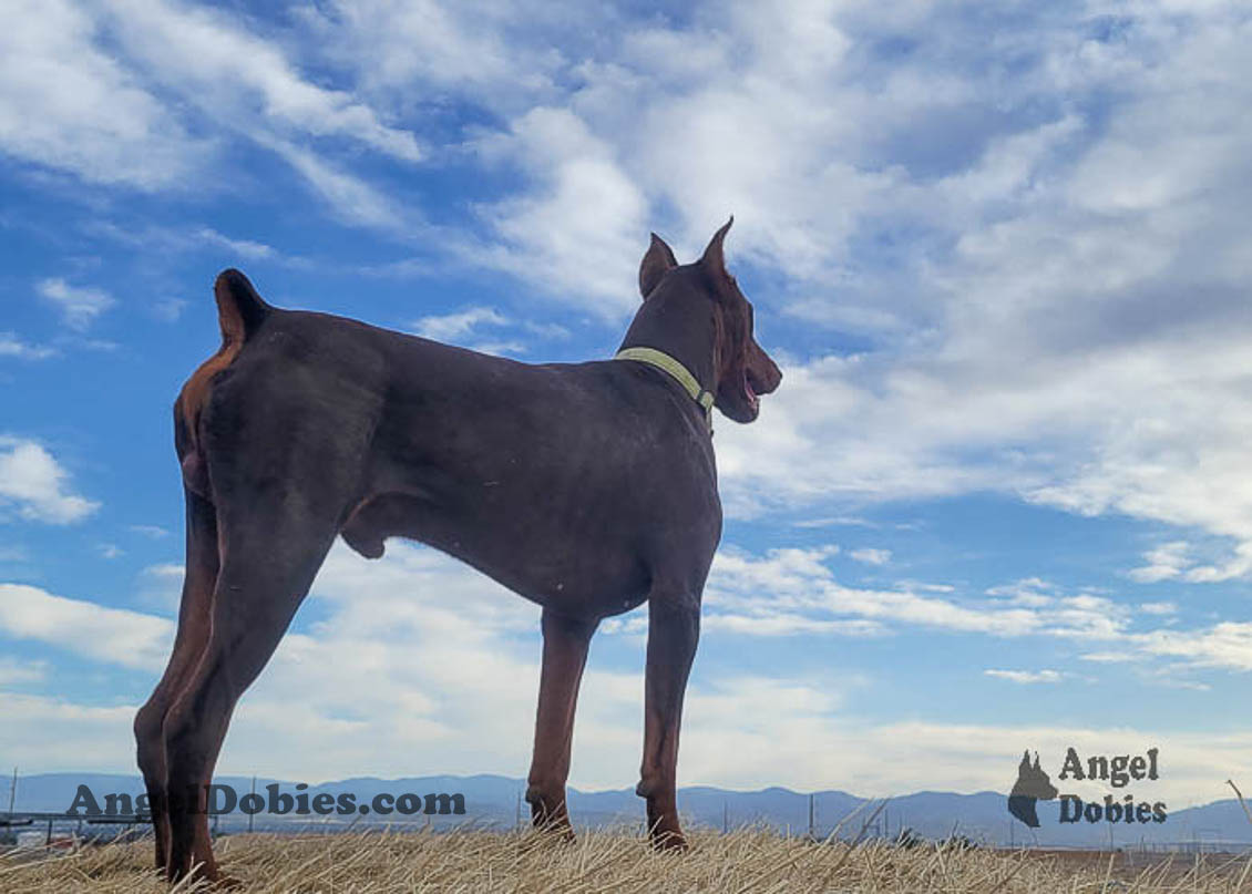 Our lovely doberman dogs being awesome with our family and other pets