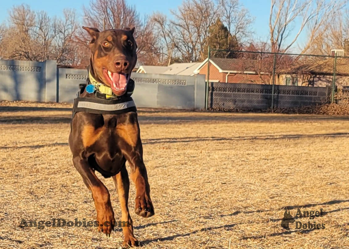 Our lovely doberman dogs being awesome with our family and other pets