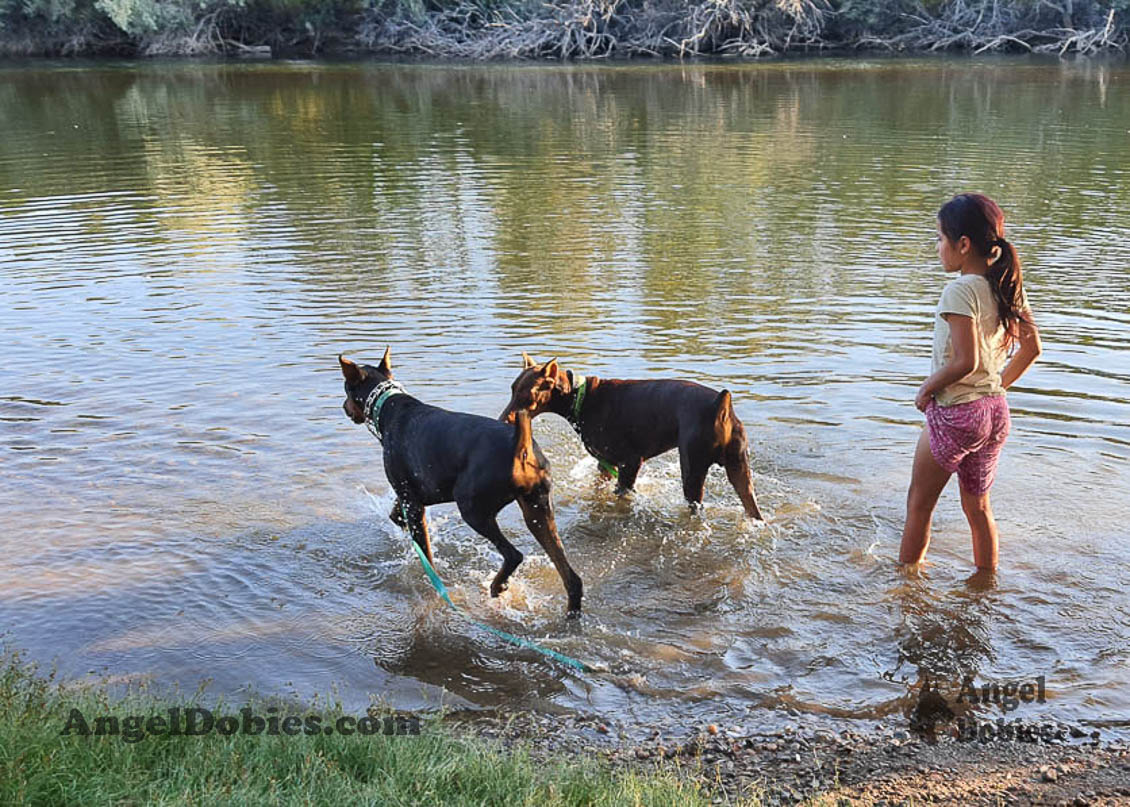 Our lovely doberman dogs being awesome with our family and other pets