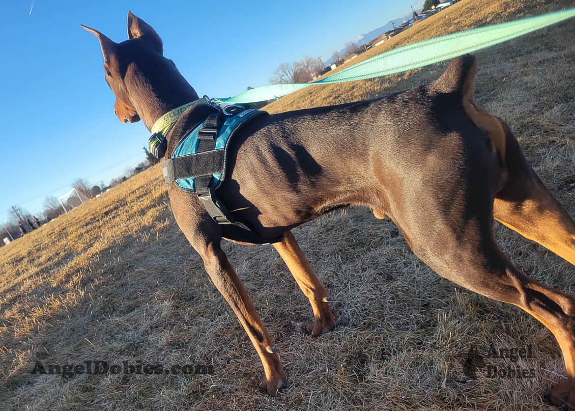 Our lovely doberman dogs being awesome with our family and other pets