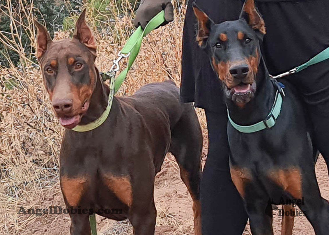 Our lovely doberman dogs being awesome with our family and other pets