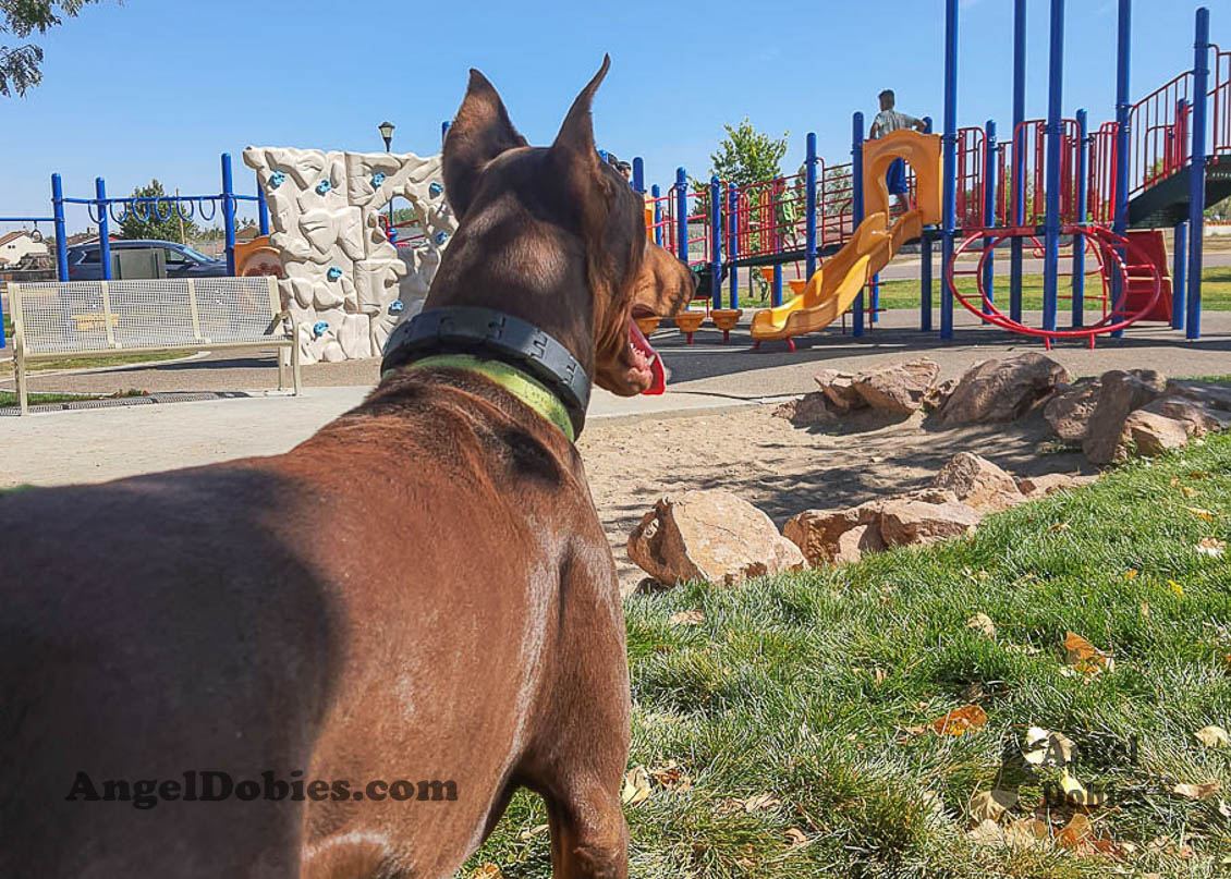 Our lovely doberman dogs being awesome with our family and other pets