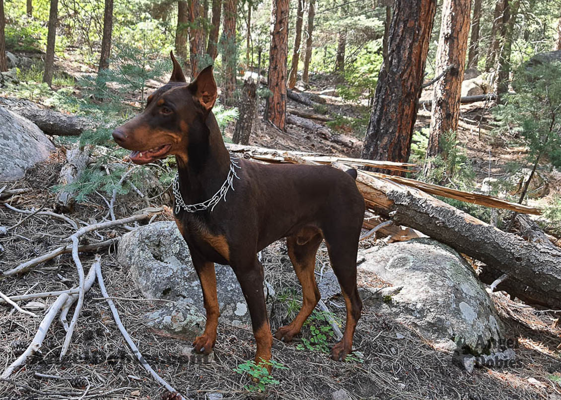 Our lovely doberman dogs being awesome with our family and other pets